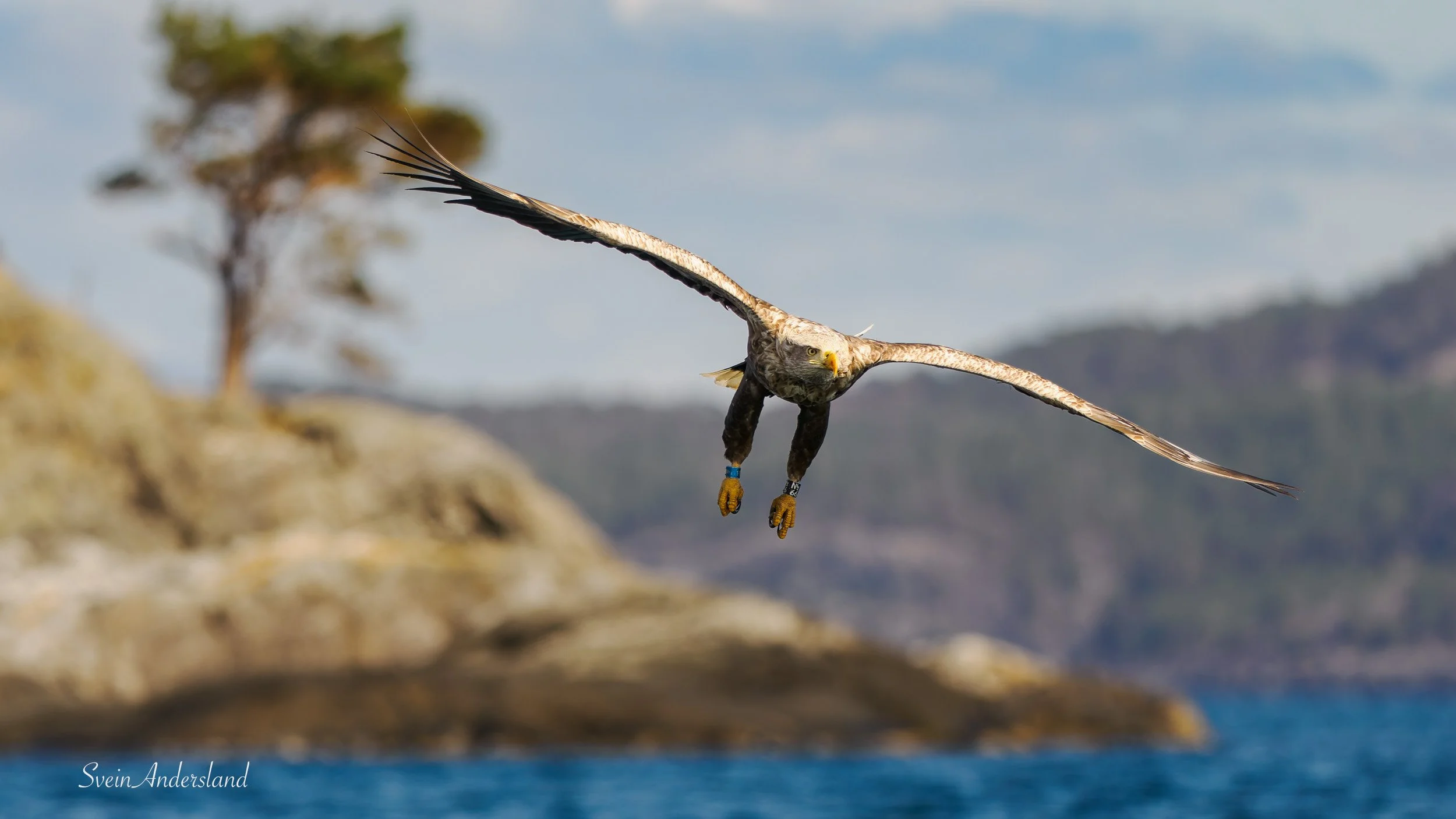 havørn, sea eagle, white-tailed eagle
