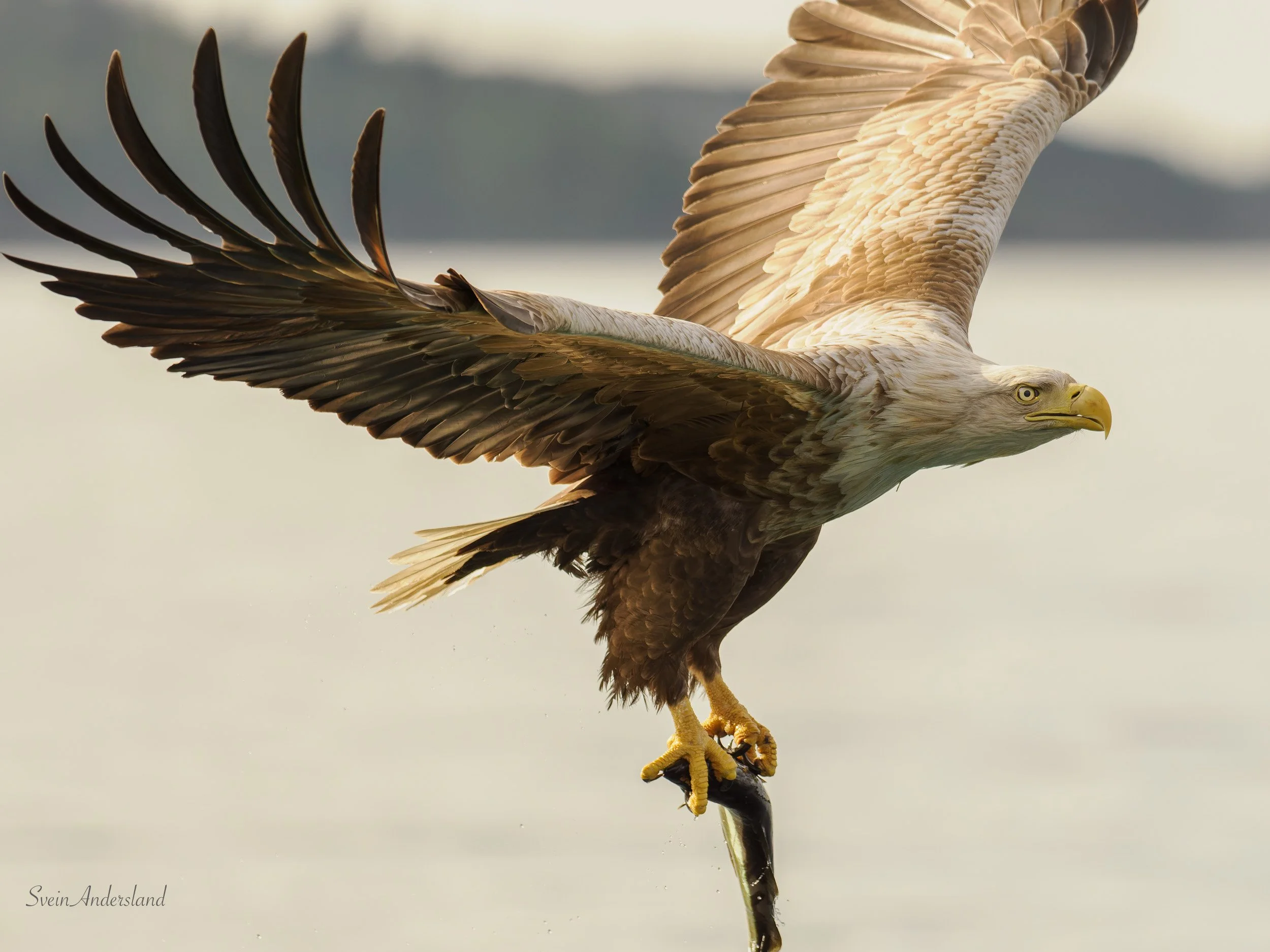 Havørna Ottar hentar fisk. The sea eagle Ottar catches fish.