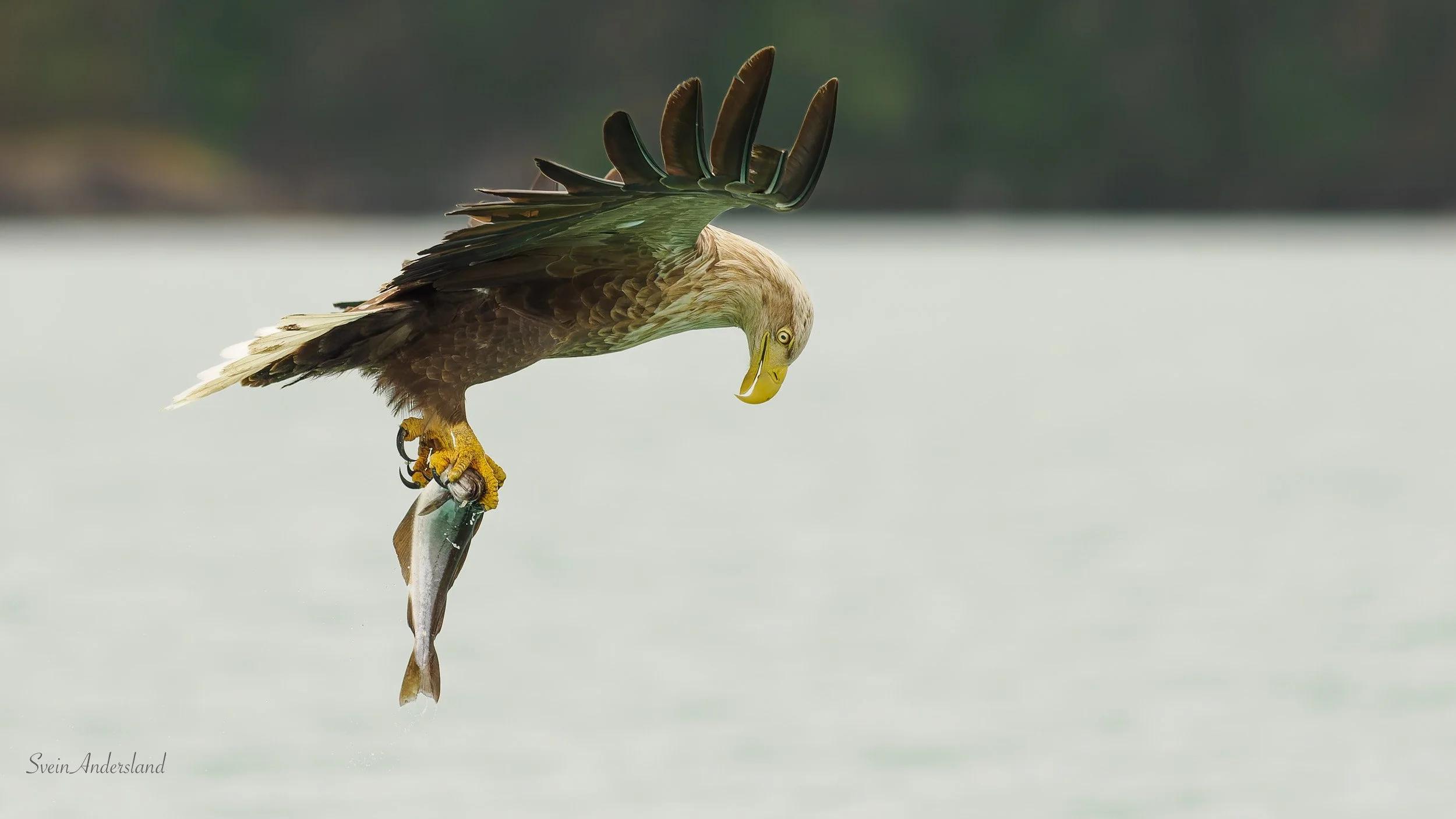 Havørn fanger fisk. Sea eagle, white-tailed eagle catches fish