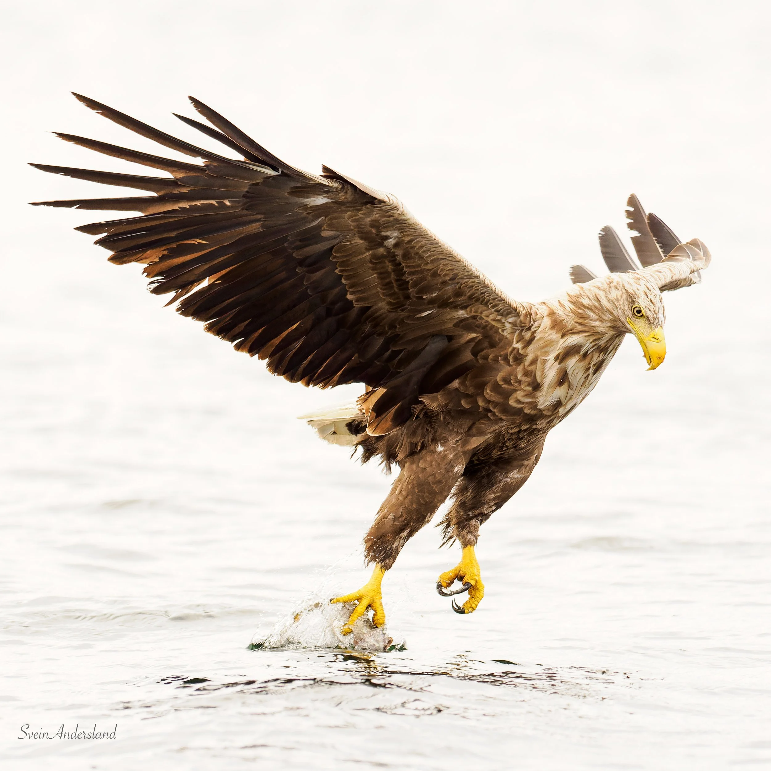 Havørn fanger fisk. Sea eagle cathces fish