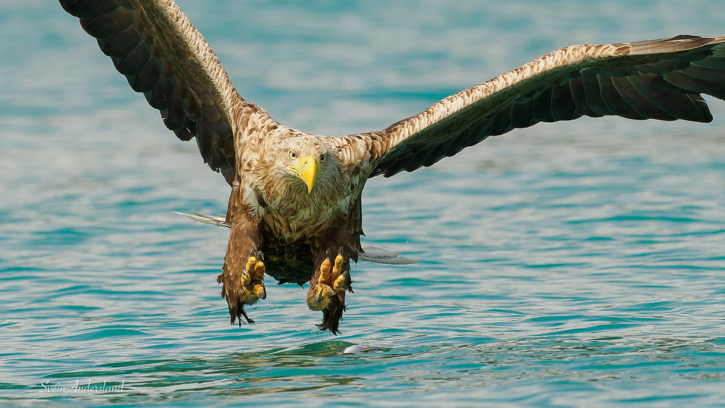 Havørn fanger fisk. Sea eagle, white-tailed eagle catches fish