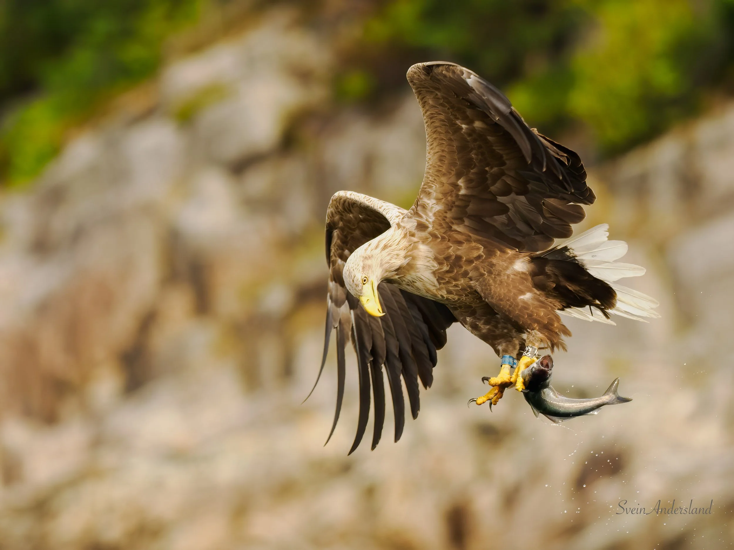 Havørn. Sea eagle. White-tailed eagle.
