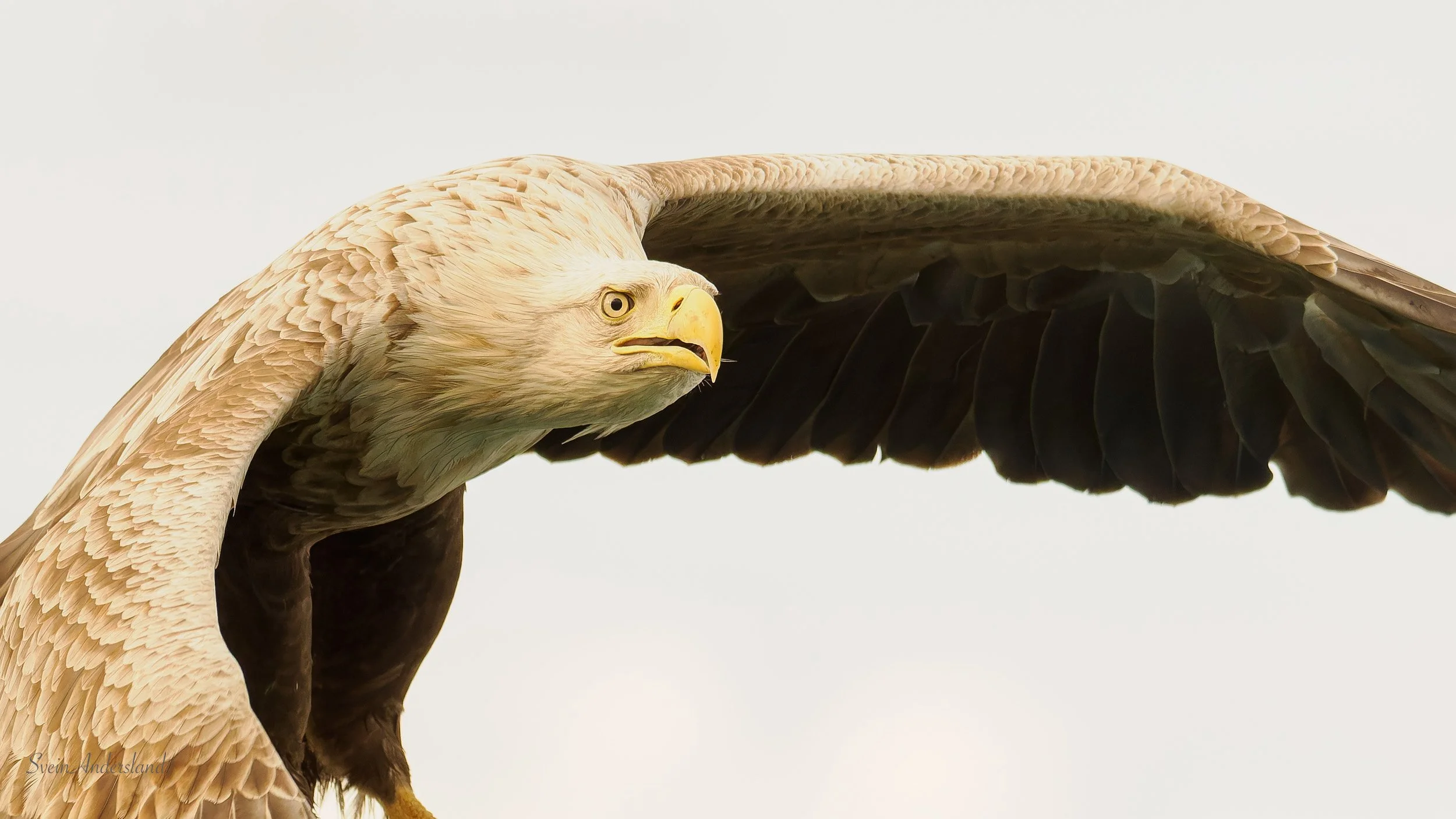 Havørna Ottar hentar fisk. The sea eagle Ottar catches fish.