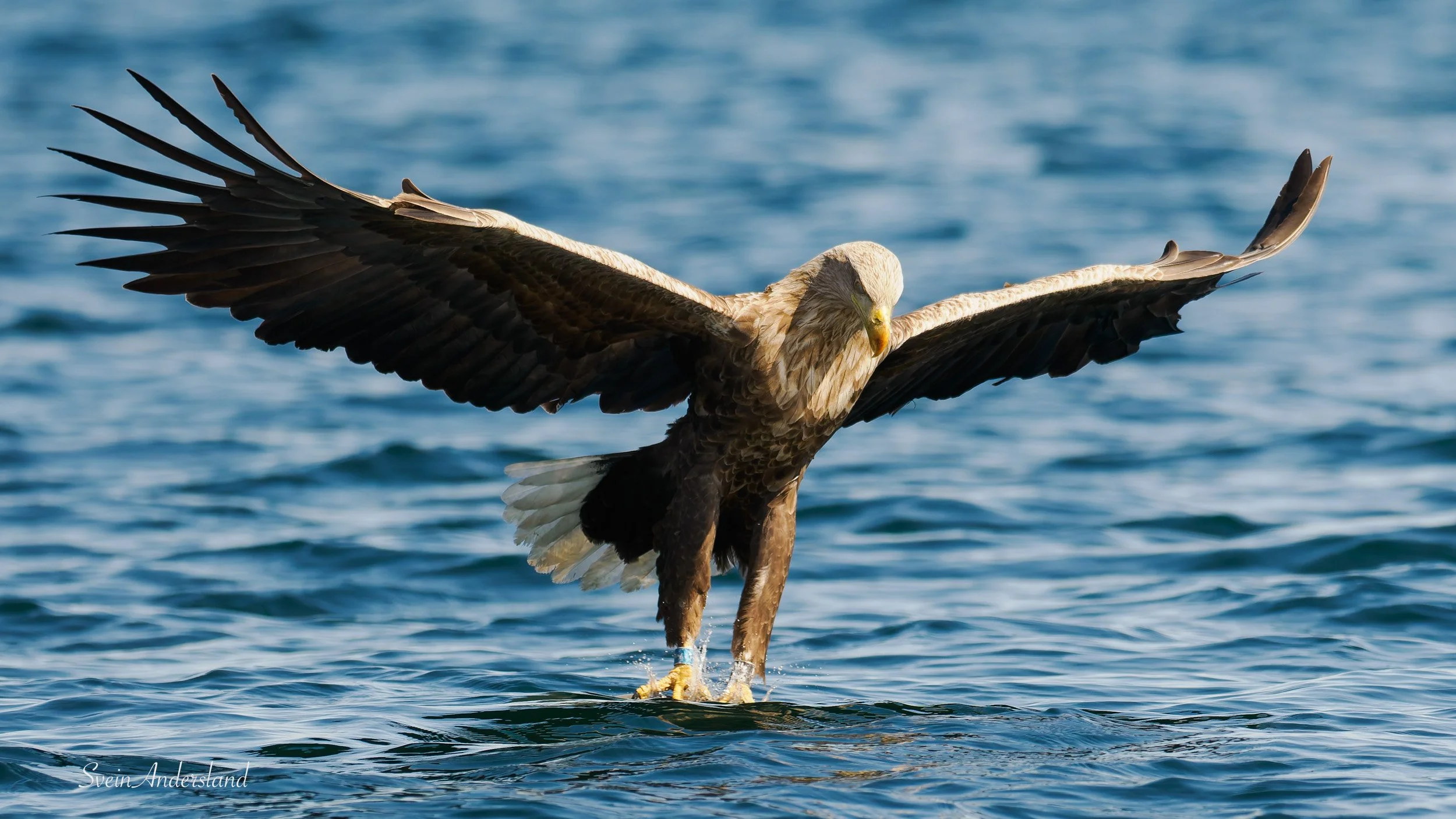 havørn, sea eagle, white-tailed eagle