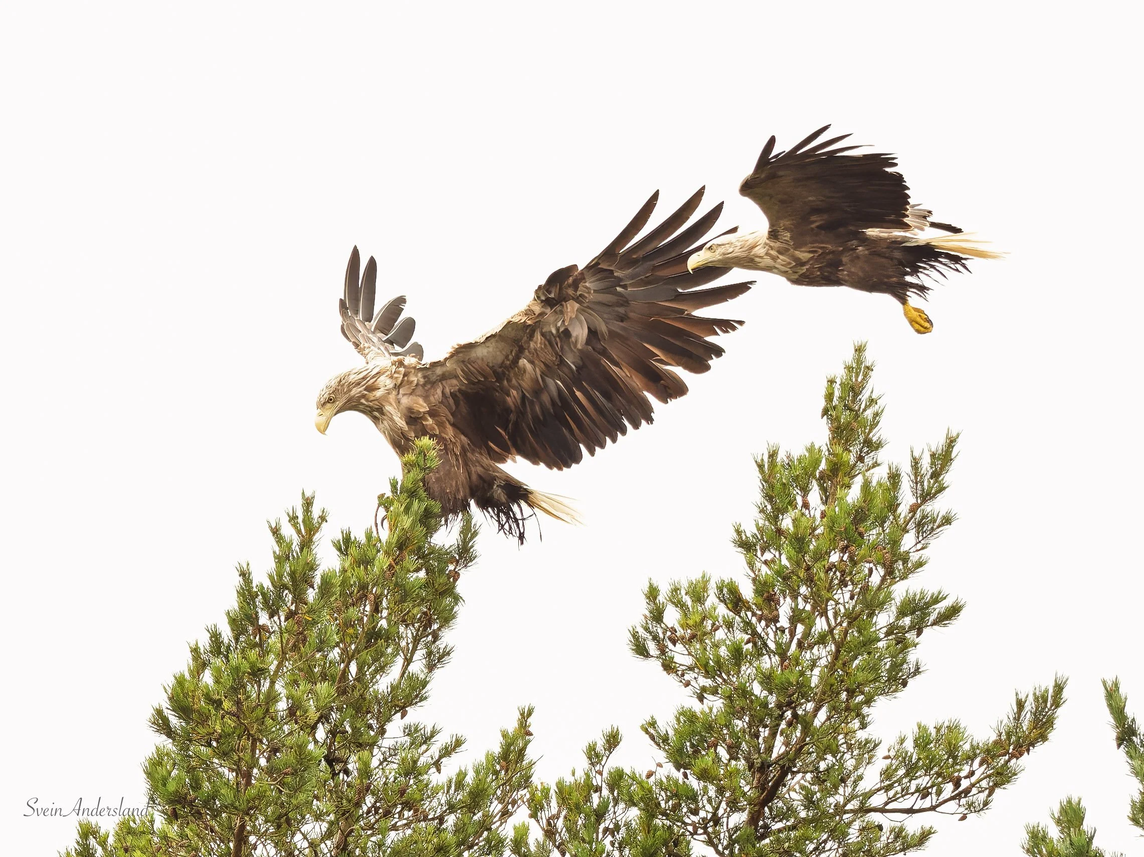 Havørn fanger fisk. Sea eagle, white-tailed eagle catches fish. Sea eagle, white-tailed eagle, eagle photography