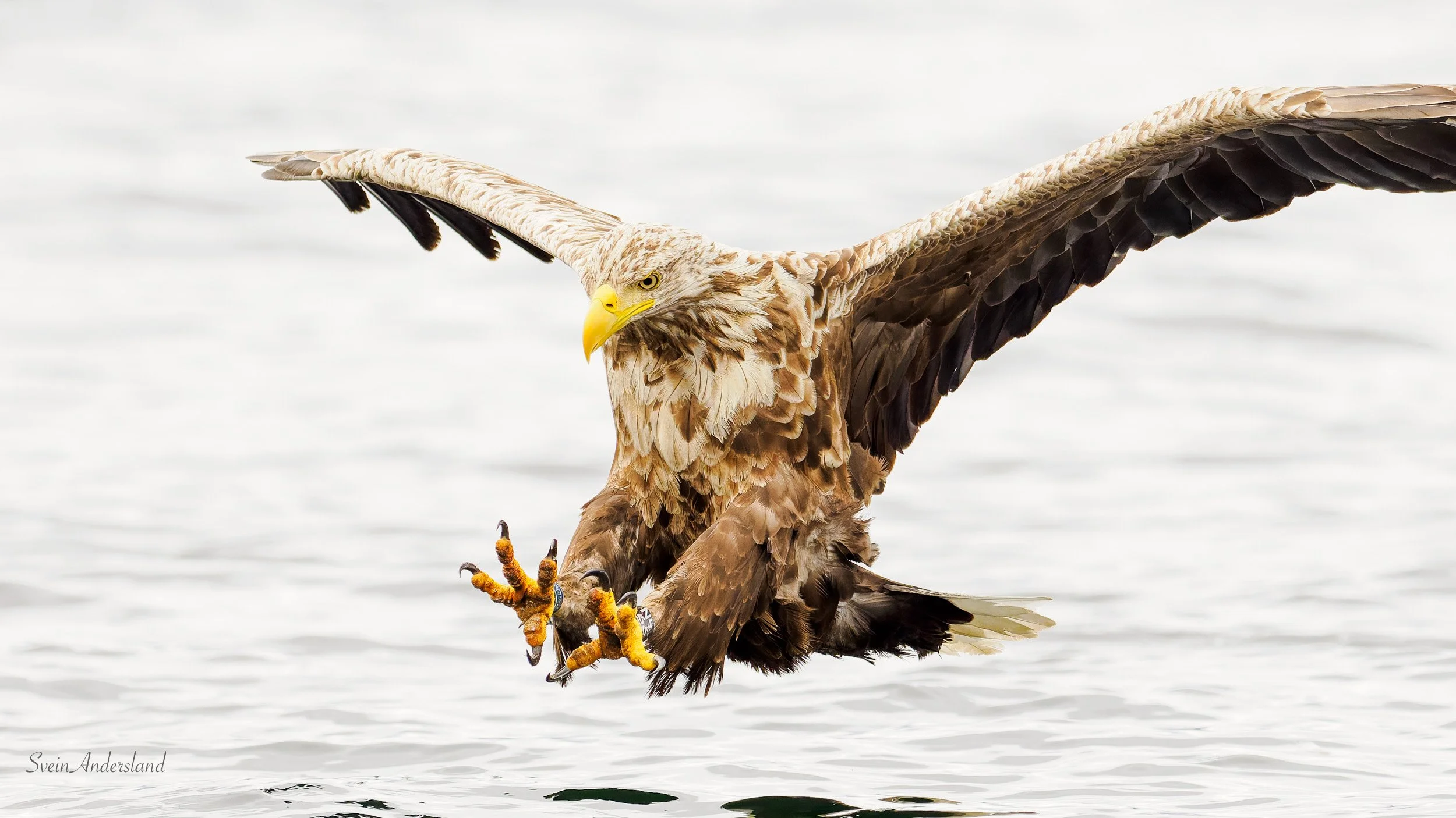 Havørn fanger fisk. Sea eagle cathces fish
