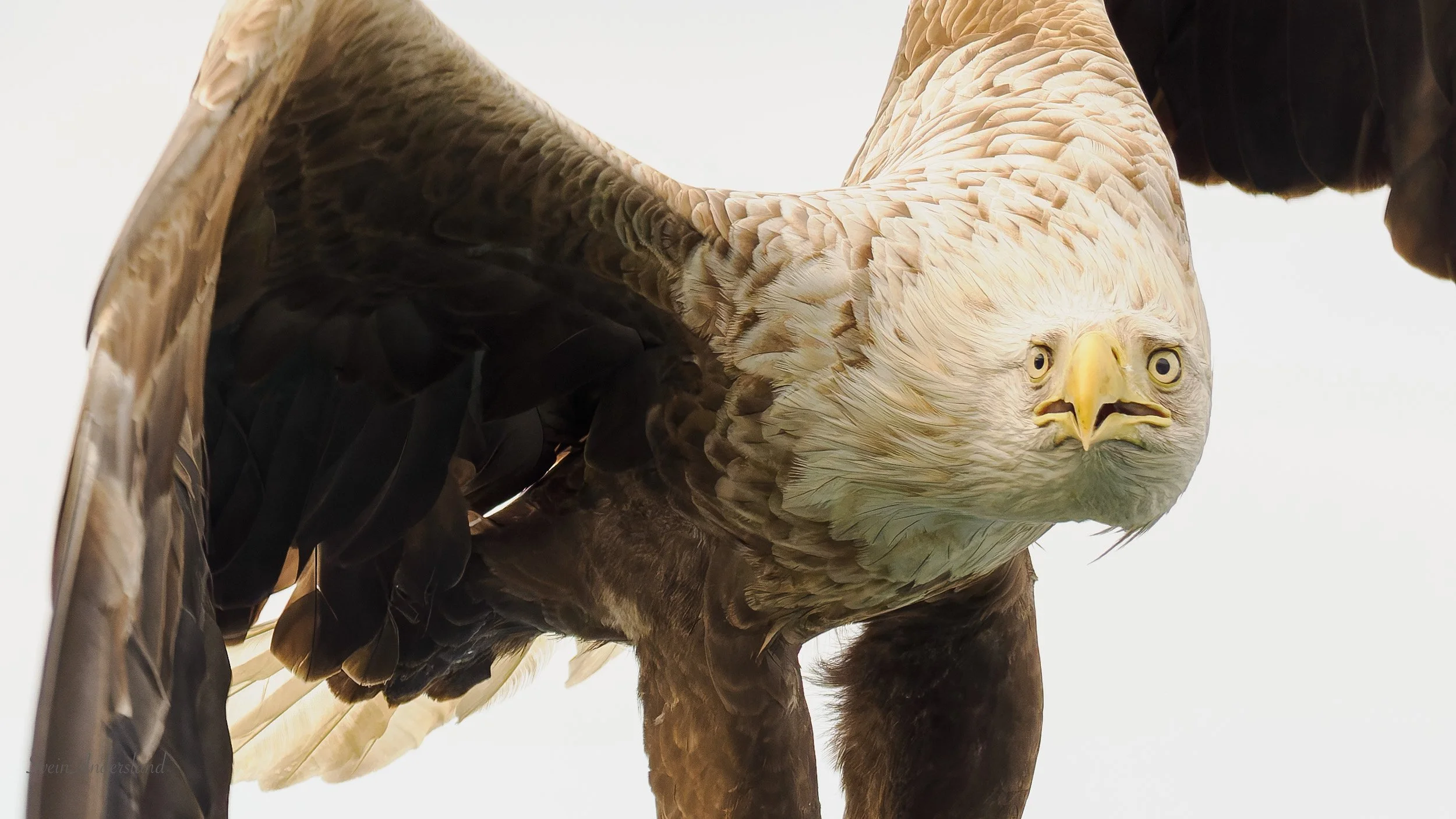 Havørna Ottar hentar fisk. The sea eagle Ottar catches fish.