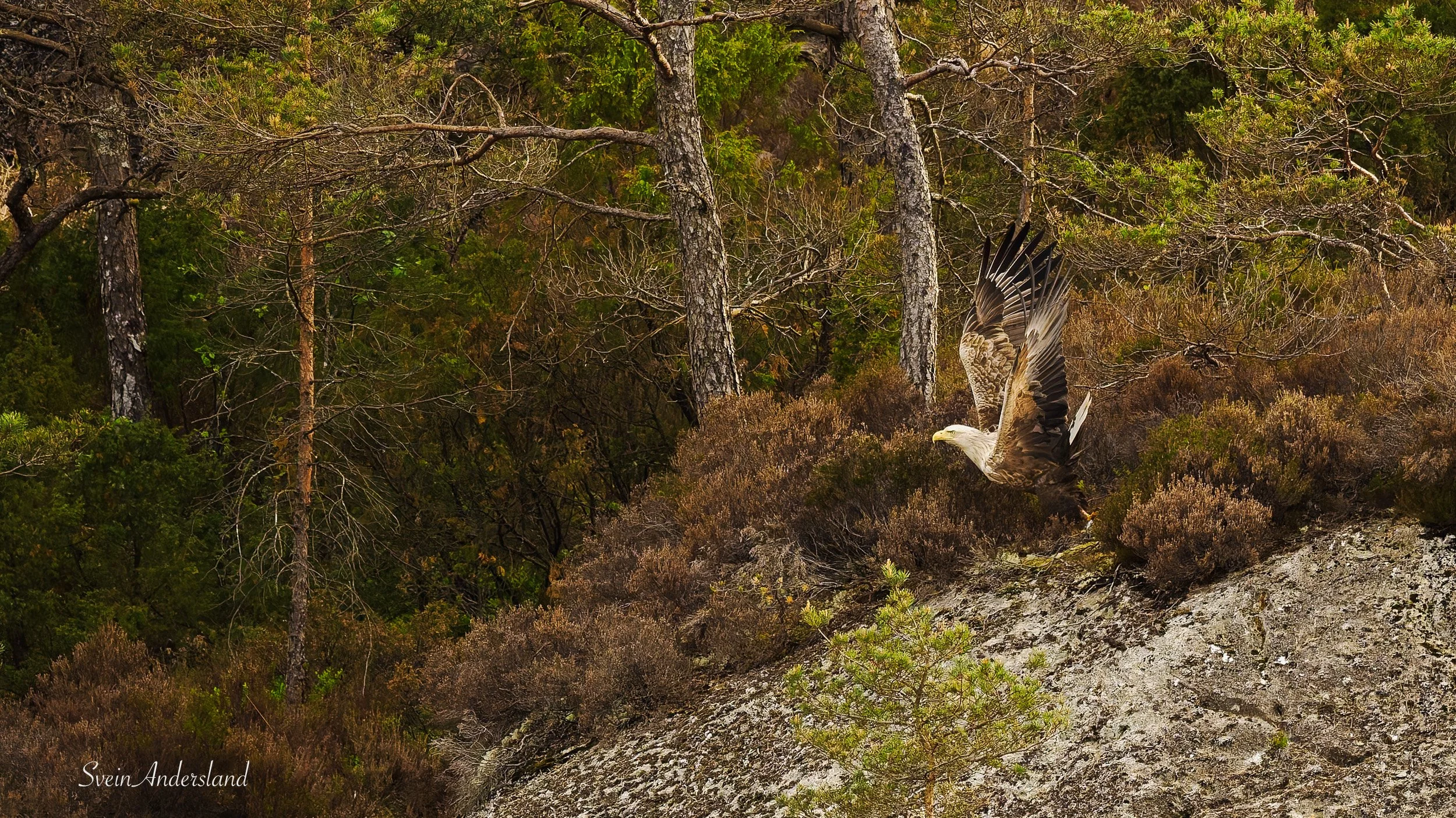 Havørna Ottar hentar fisk. The sea eagle Ottar catches fish.