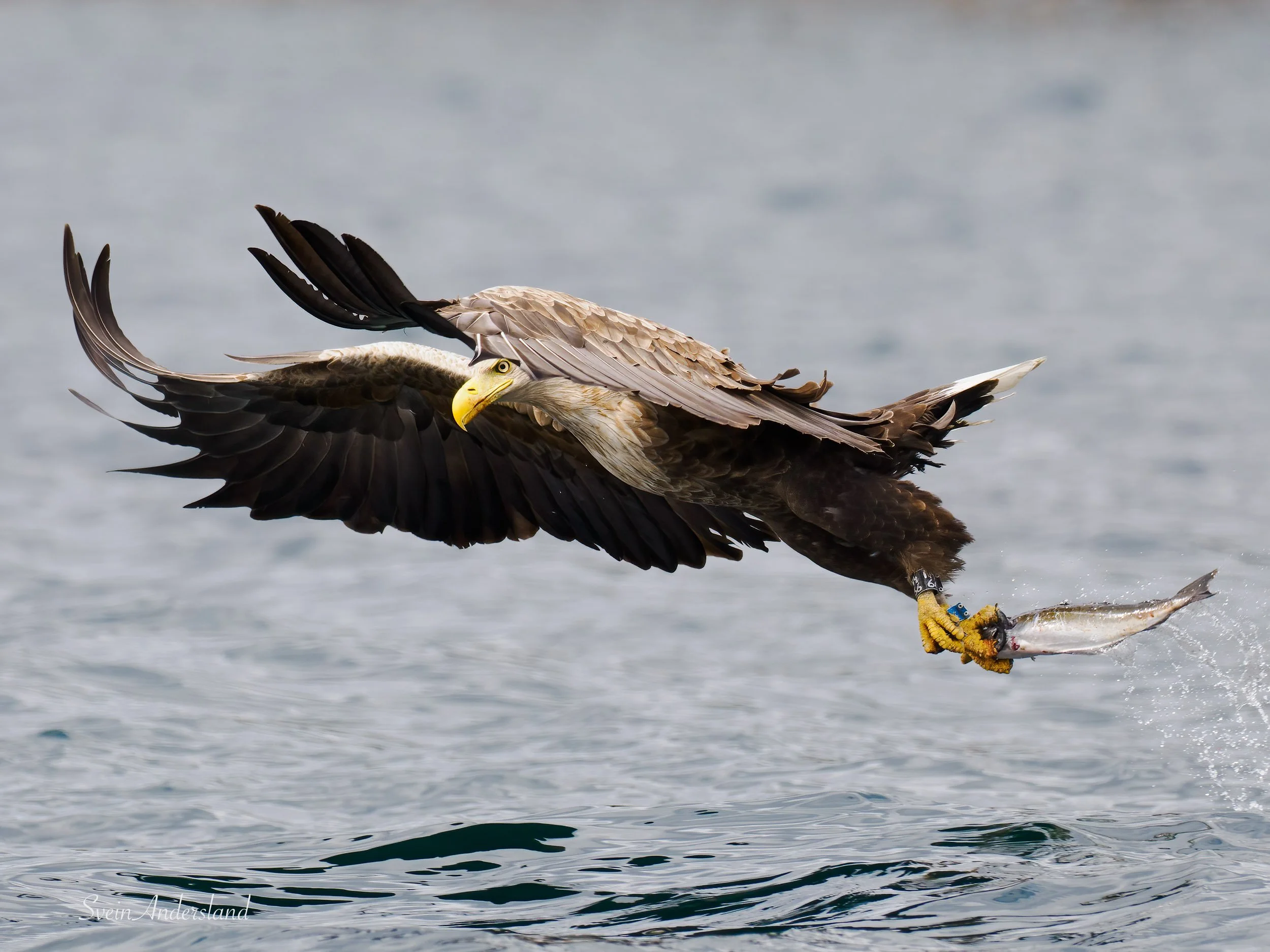 havørn-_6096047-Edit.jpg