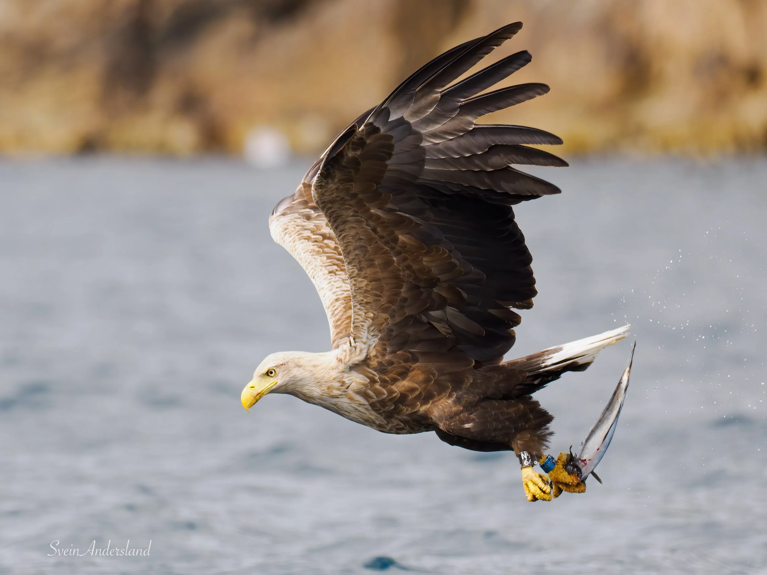 havørn-_6096050-Edit.jpg