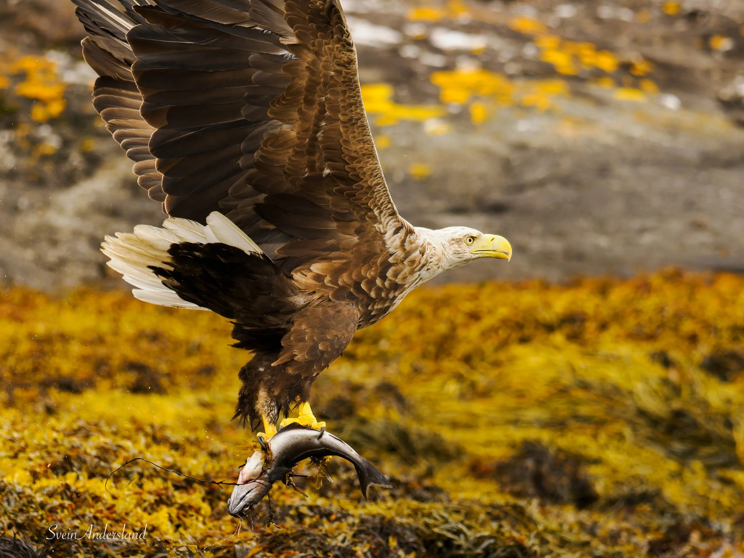 Havørn fanger fisk. Sea Eagle catches fish. White-tailed eagle cathes fish
