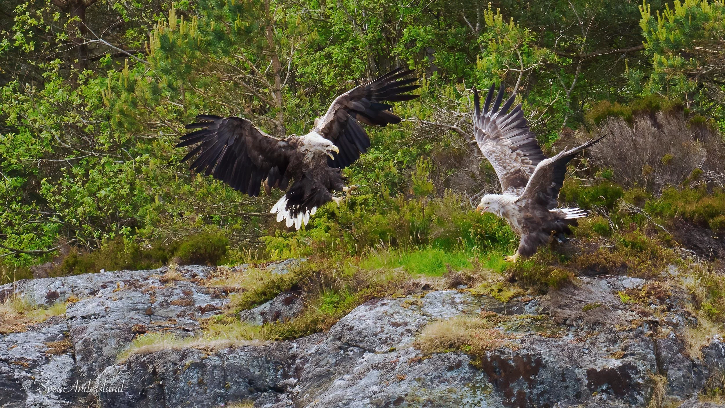 havørn-_6094614-Edit.jpg