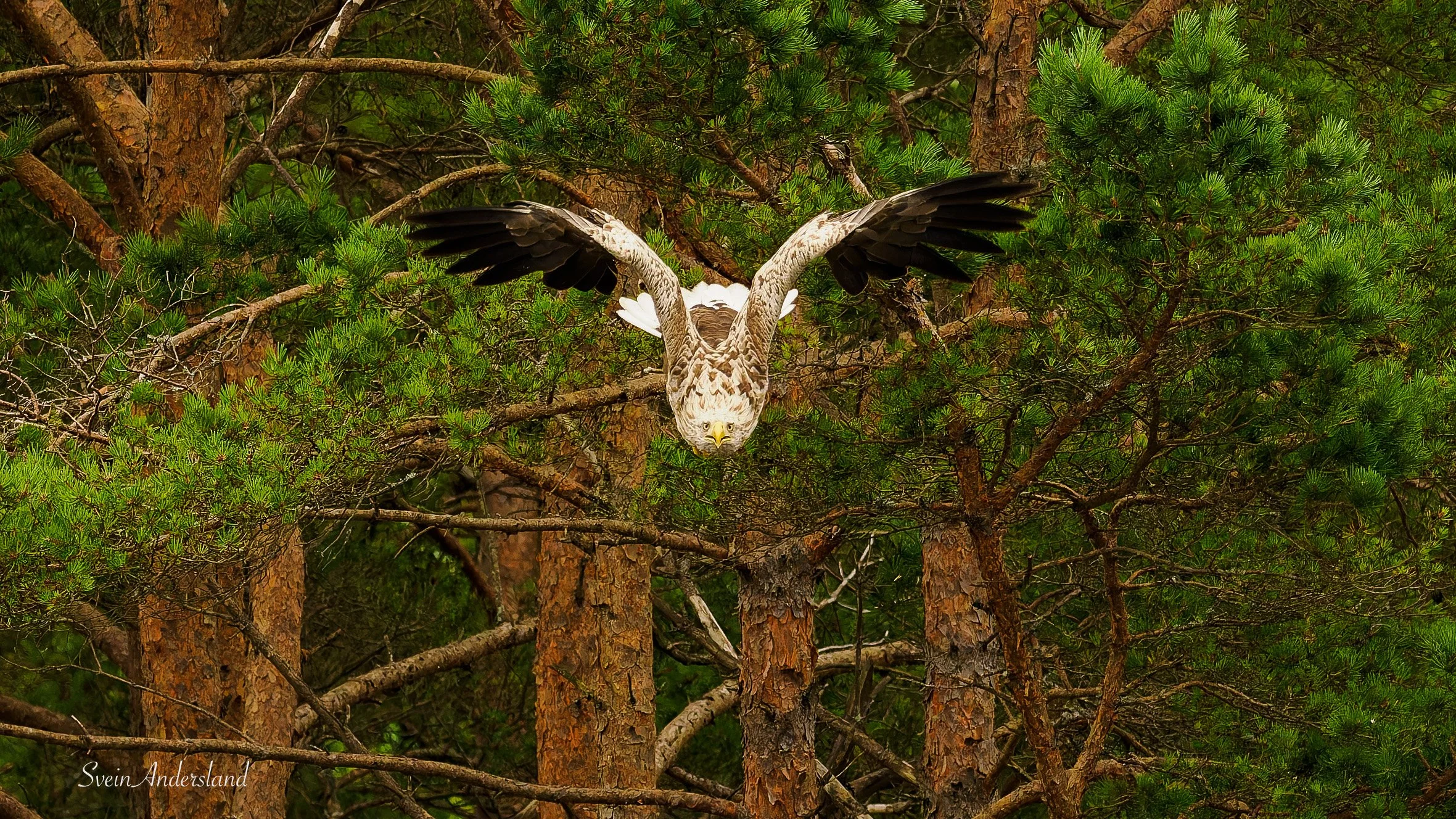 havørn fanger fisk, sea eagle or white-tailed eagle catches fish