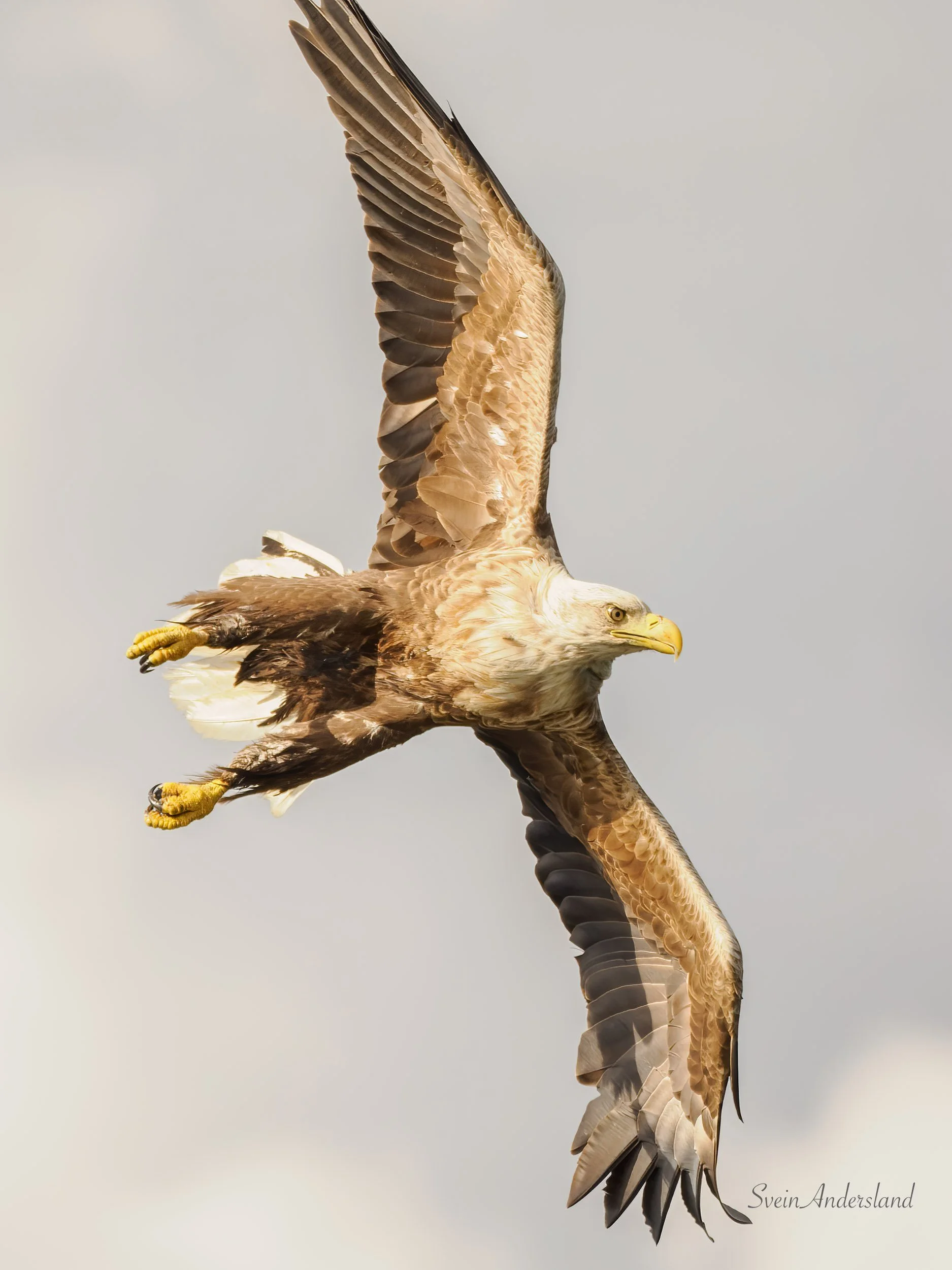 Havørna Tor i flukt. The sea eagle Tor in flight. White-tailed Eagle.