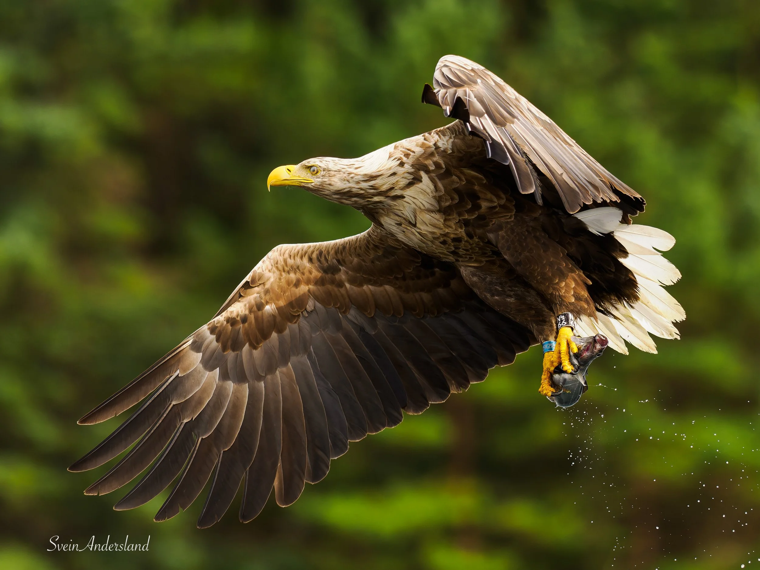 havørn, sea eagle, white-tailed eagle