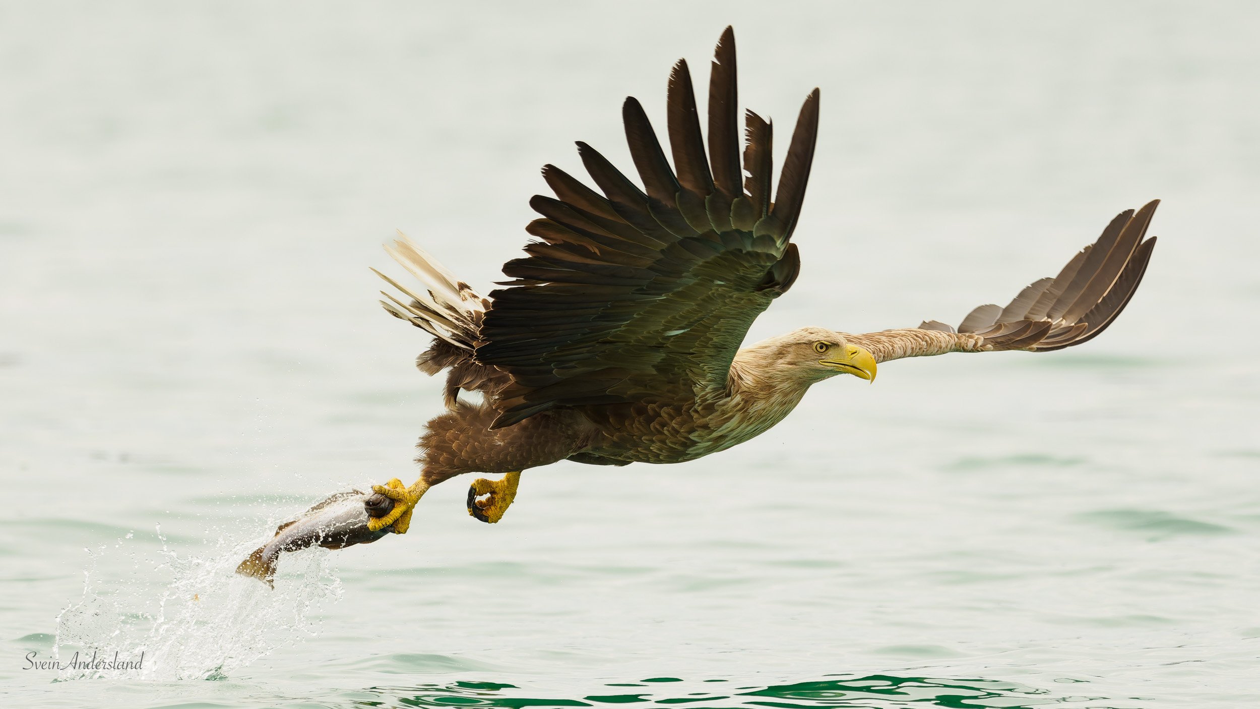 Havørn fanger fisk. Sea eagle, white-tailed eagle catches fish