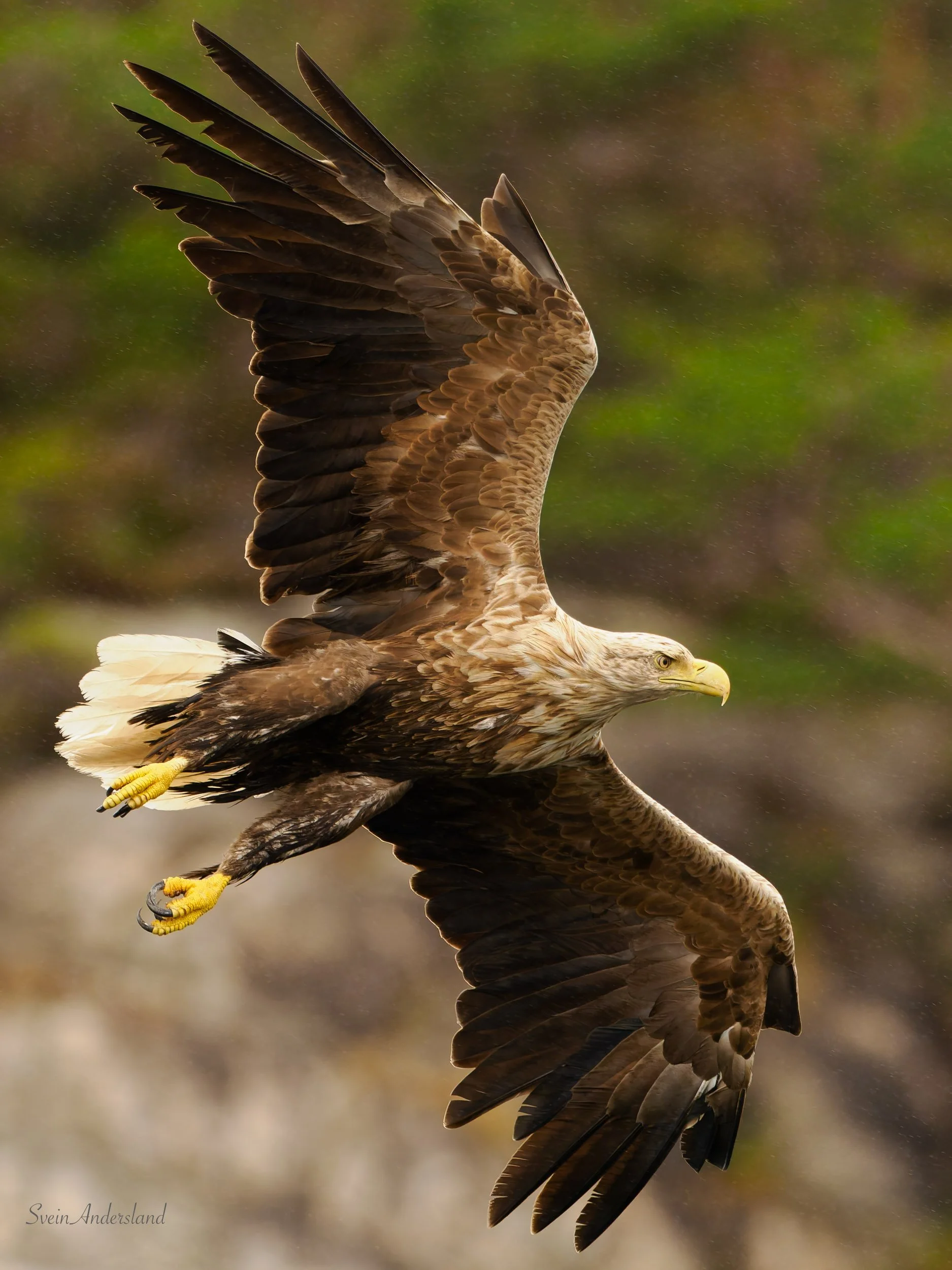 Havørn fanger fisk. Sea eagle, white-tailed eagle catches fish. Sea eagle, white-tailed eagle, eagle photography