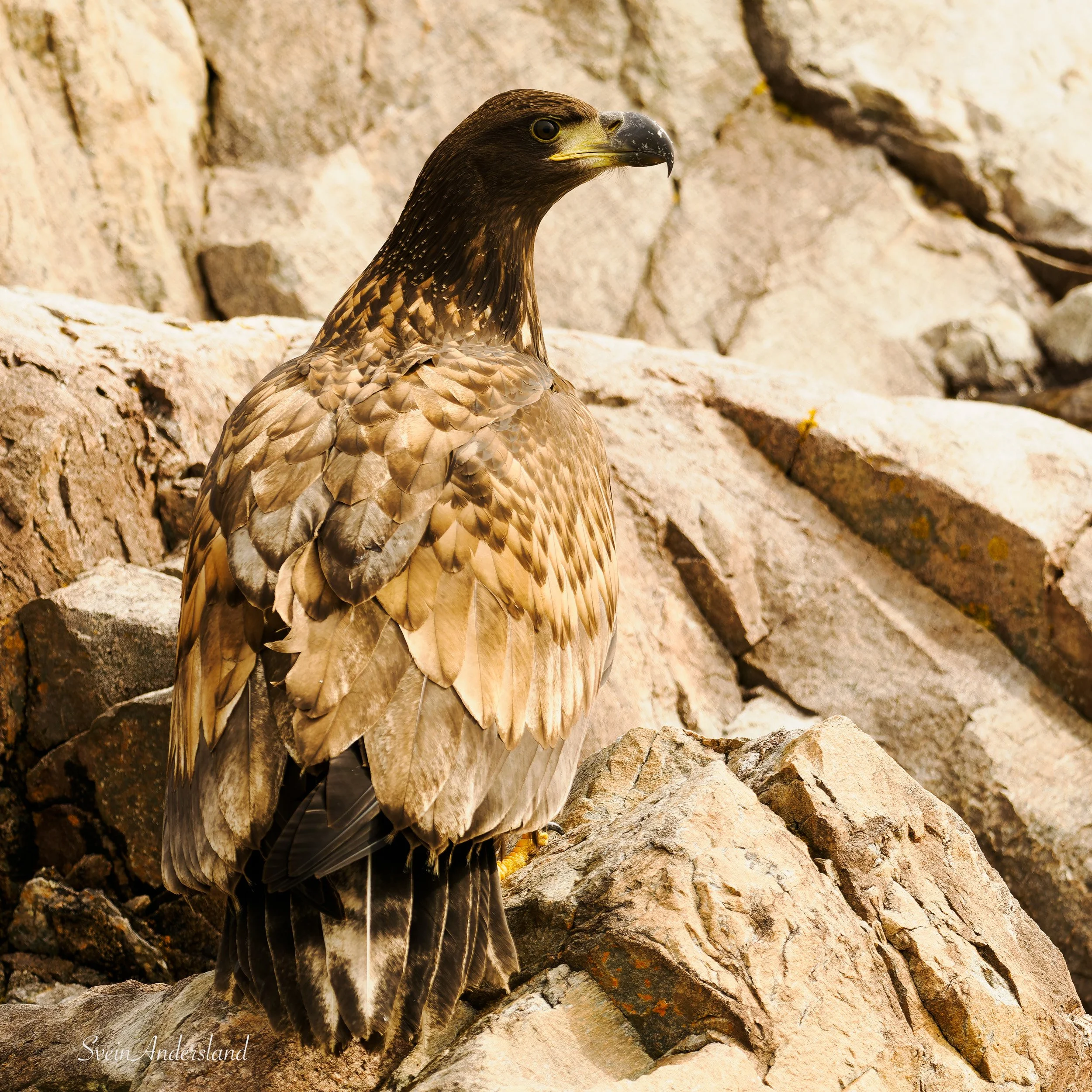 havørn, sea eagle, white-tailed eagle