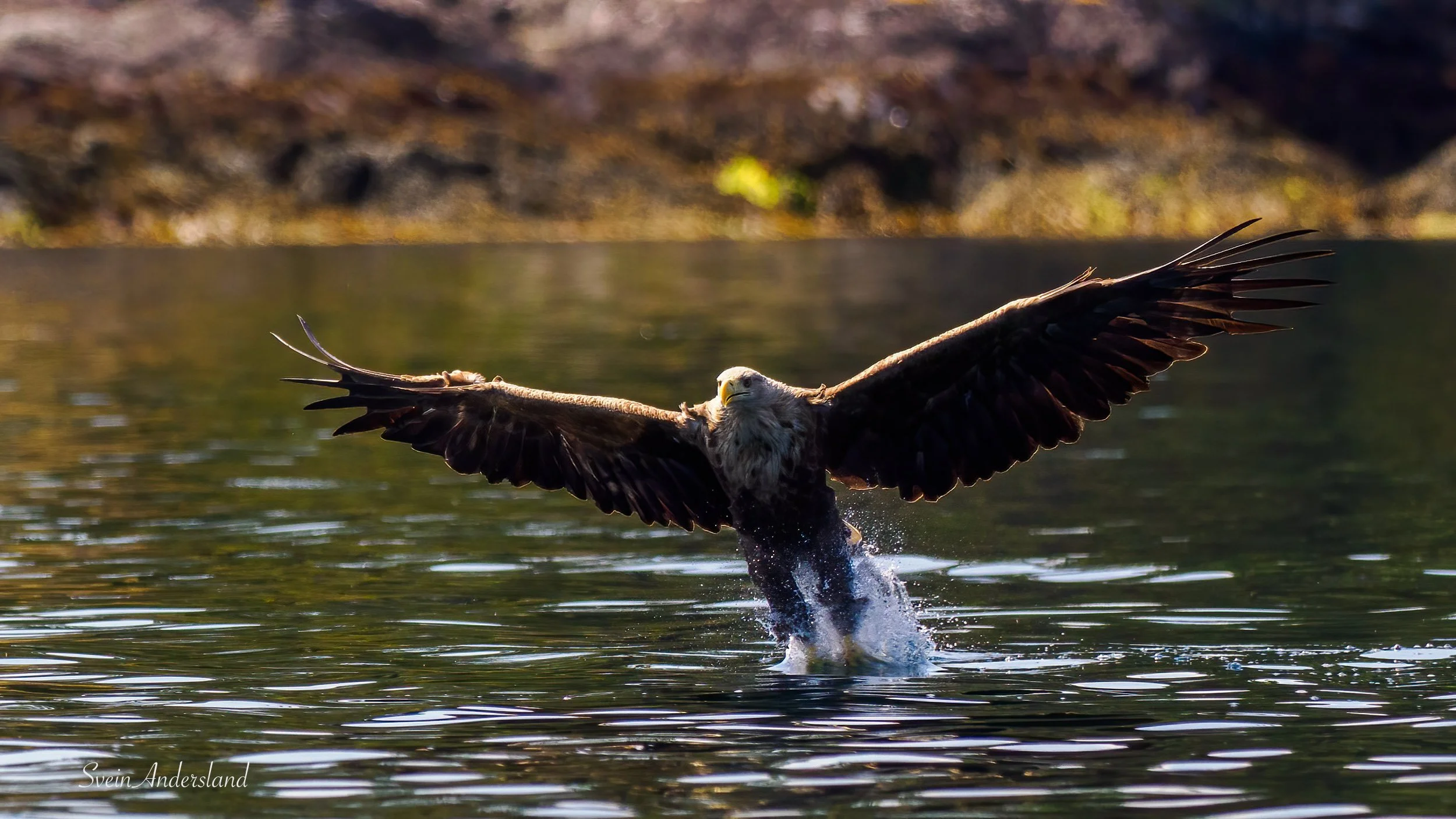 havørn-_6218375-Edit.jpg