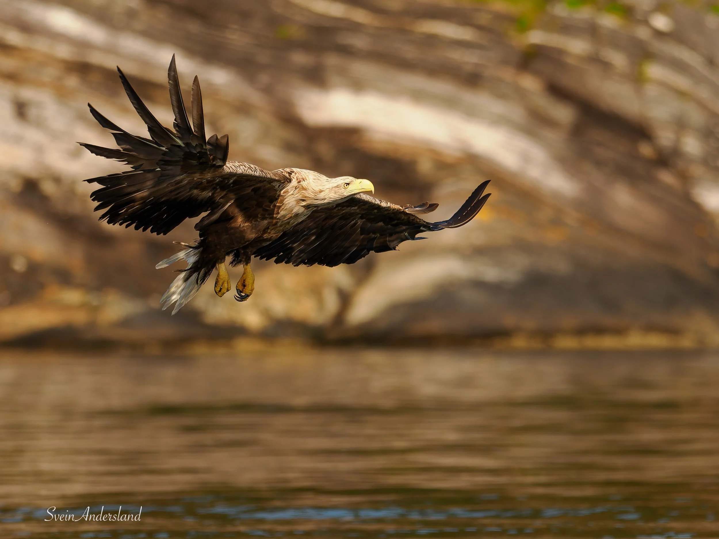 Havørn fanger fisk. Sea eagle catches a fish. White-tailed eagle catches a fish
