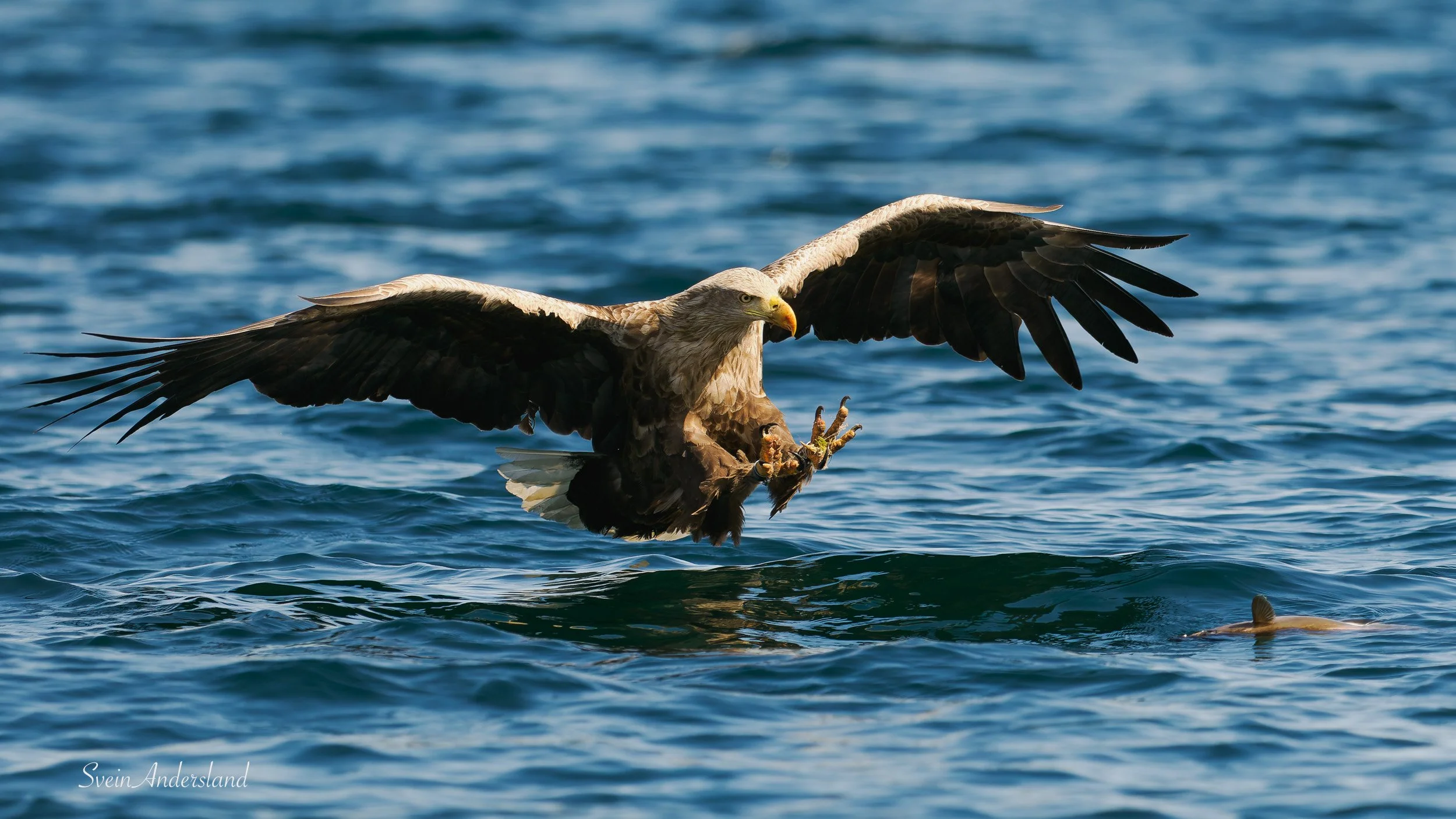 havørn, sea eagle, white-tailed eagle
