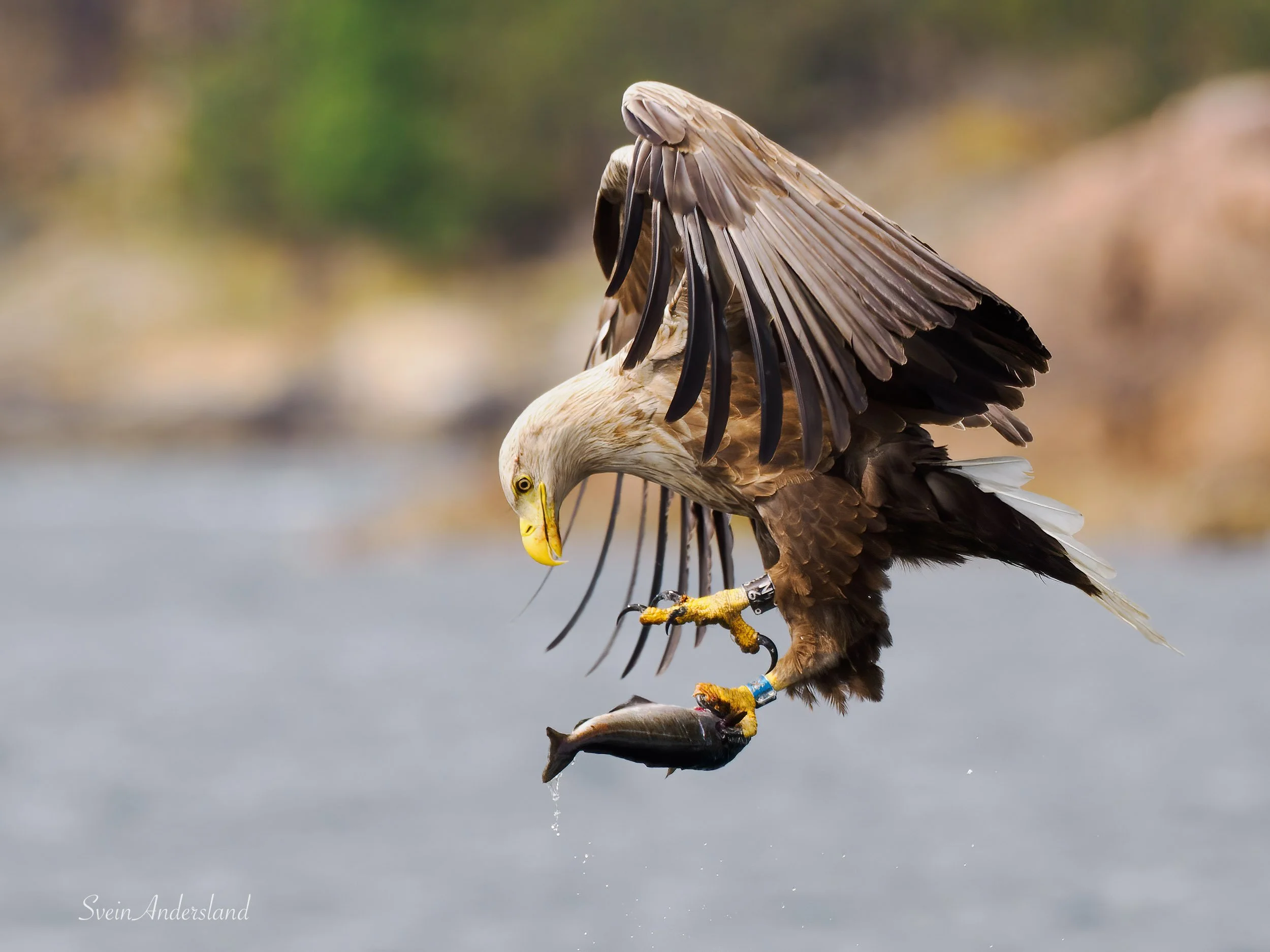 havørn-_6096062-Edit.jpg