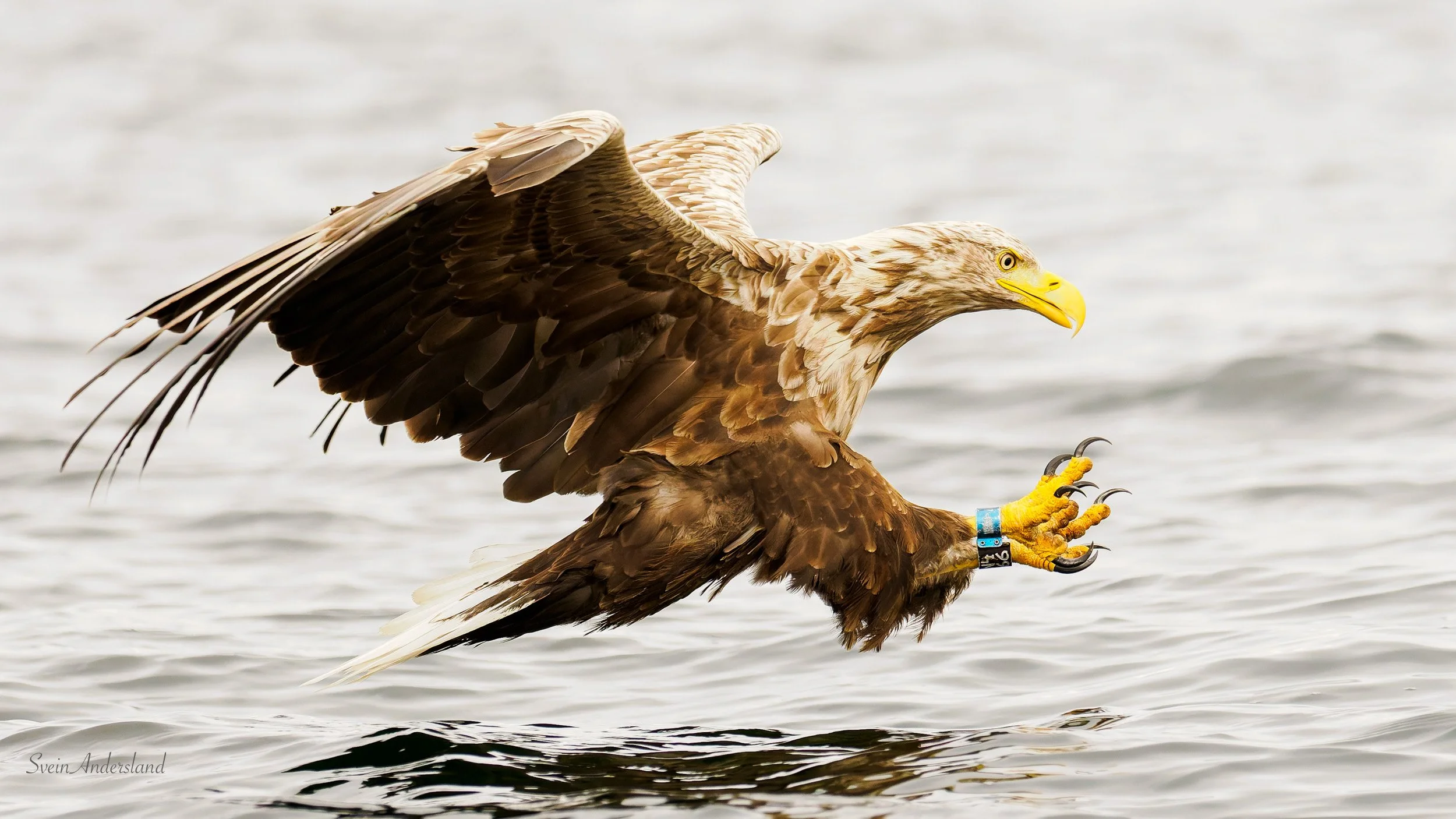 Havørn fanger fisk. Sea eagle cathces fish