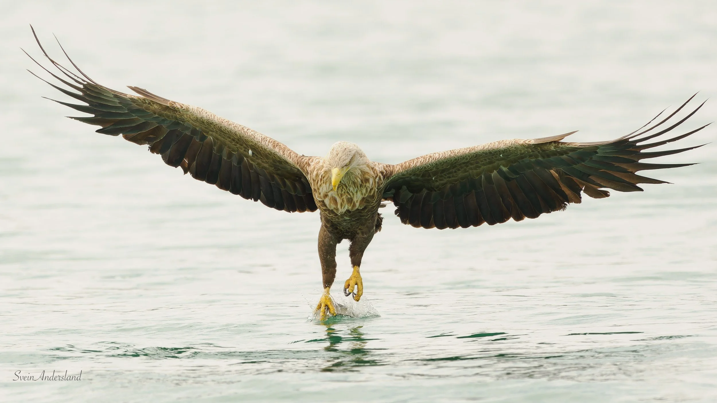 Havørn fanger fisk. Sea eagle, white-tailed eagle catches fish