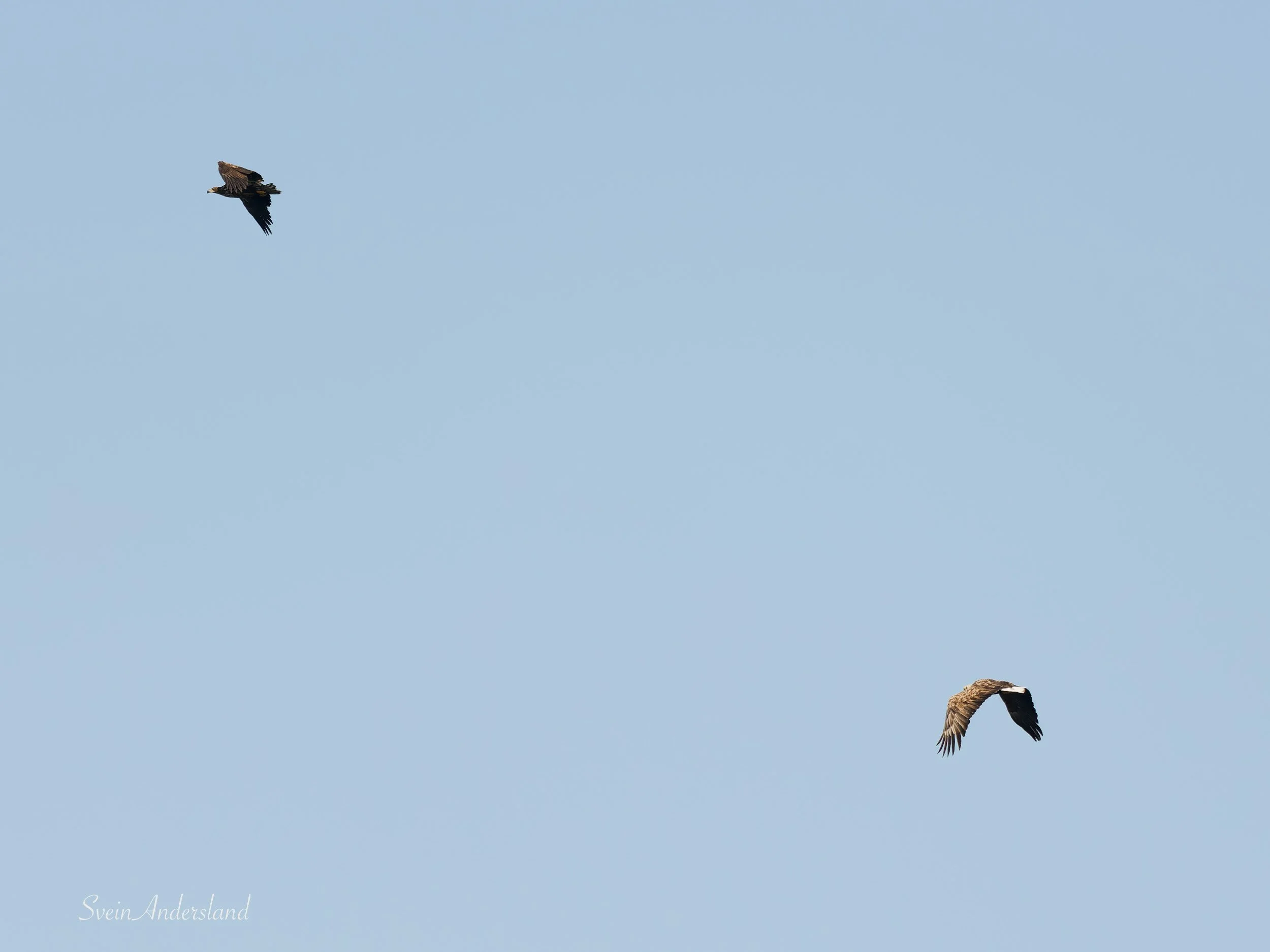 Havørna Gunda jager vekk en inntrenger som var en ungørn. The sea eagle/white-tailed eagle Gunda is chasing away a young intruder