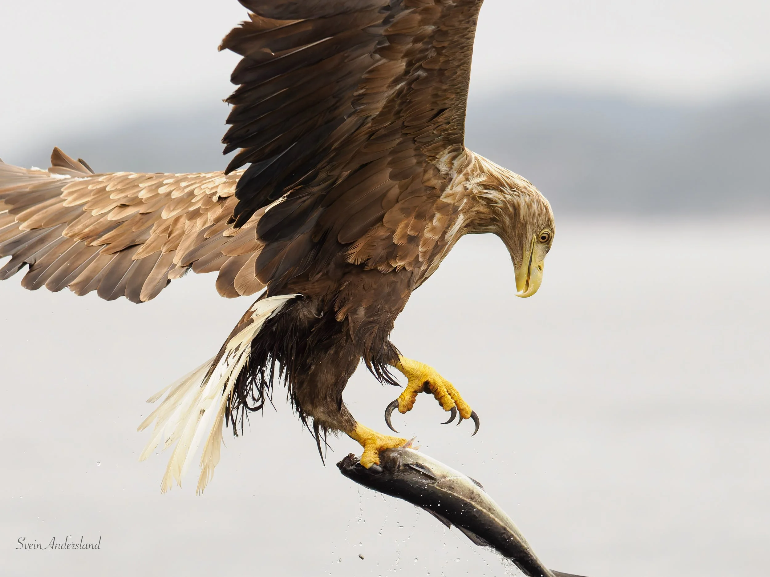 Havørn fanger fisk. Sea eagle, white-tailed eagle catches fish. Sea eagle, white-tailed eagle, eagle photography