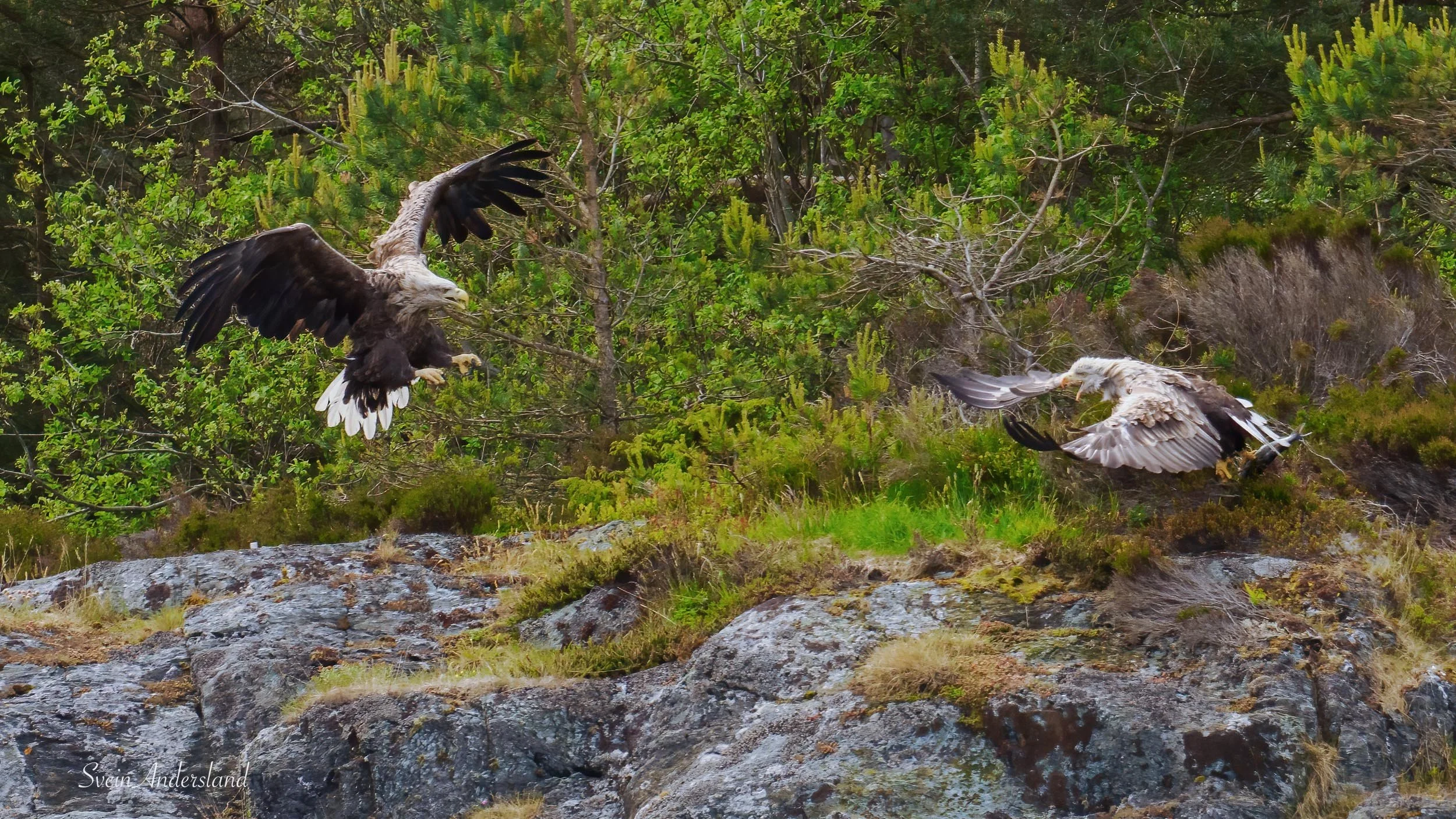 havørn-_6094608-Edit.jpg