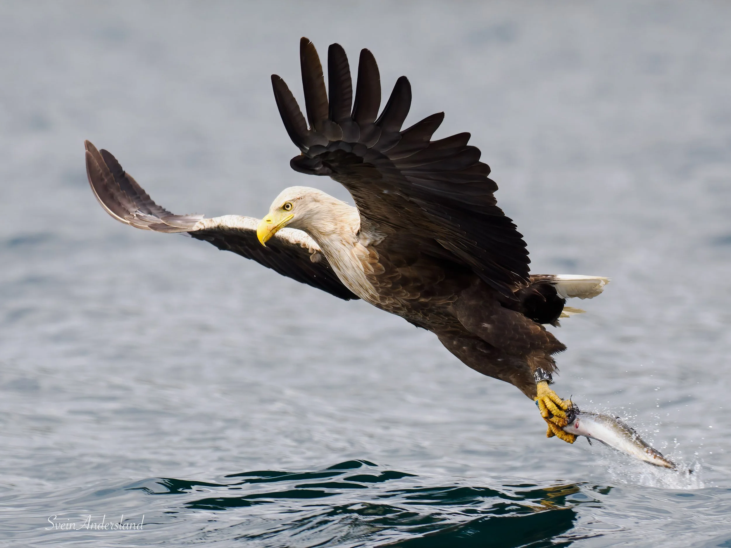havørn-_6096046-Edit.jpg