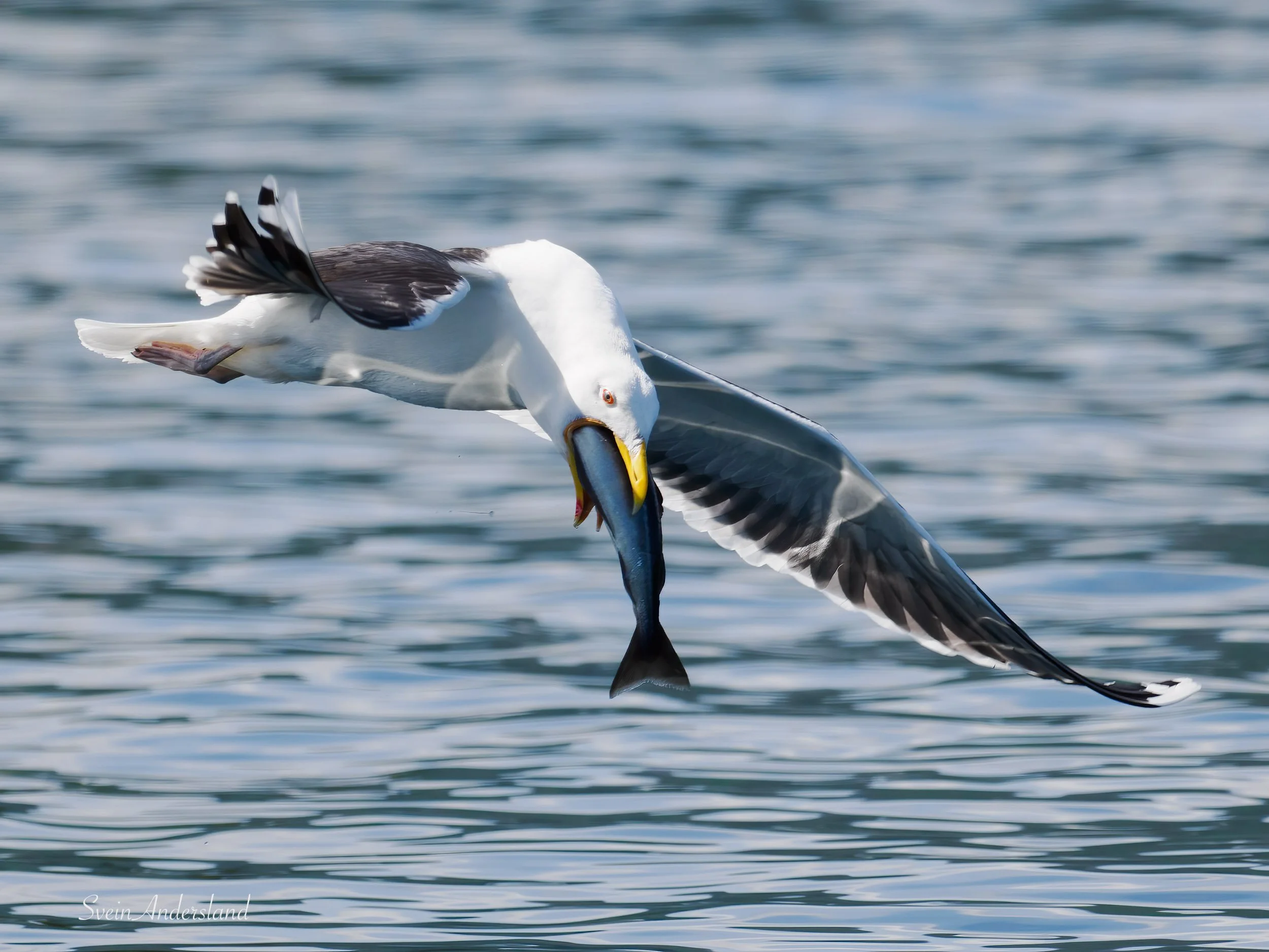 havørn-_6218604-Edit-2.jpg