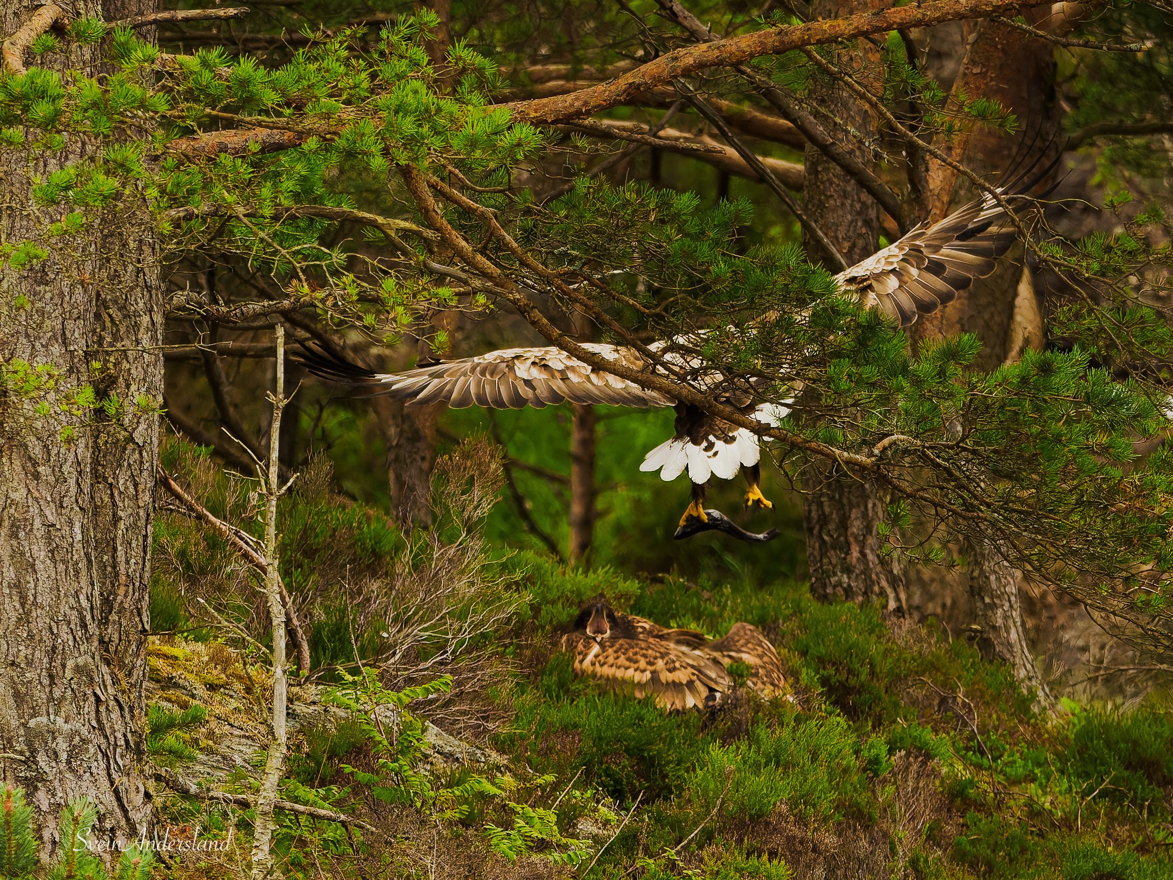 havørn fanger fisk, sea eagle or white-tailed eagle catches fish, havørnunge tar imot fisk