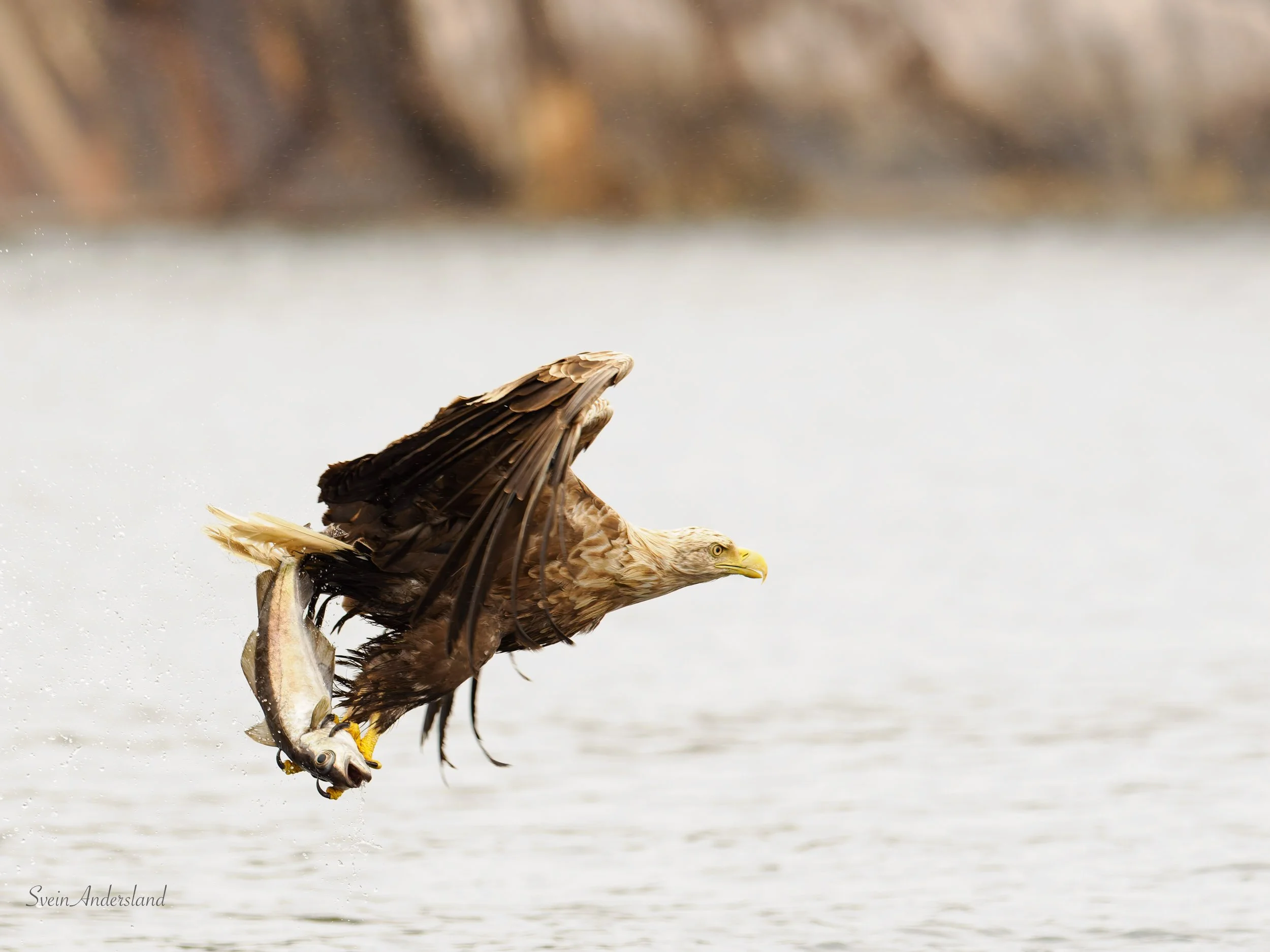 Havørn fanger fisk. Sea eagle, white-tailed eagle catches fish. Sea eagle, white-tailed eagle, eagle photography