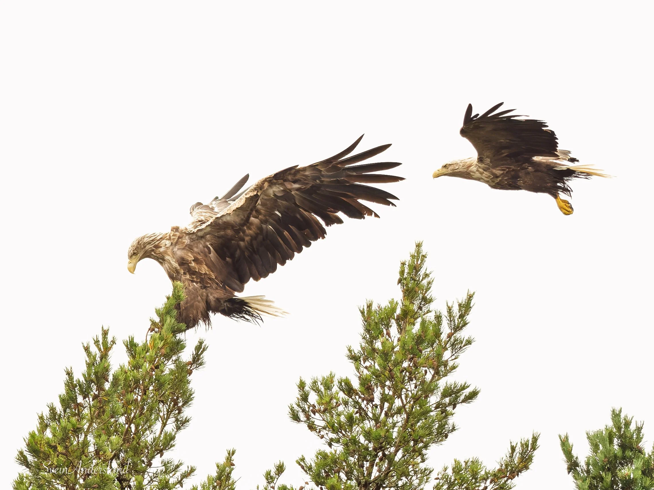 Havørn fanger fisk. Sea eagle, white-tailed eagle catches fish. Sea eagle, white-tailed eagle, eagle photography