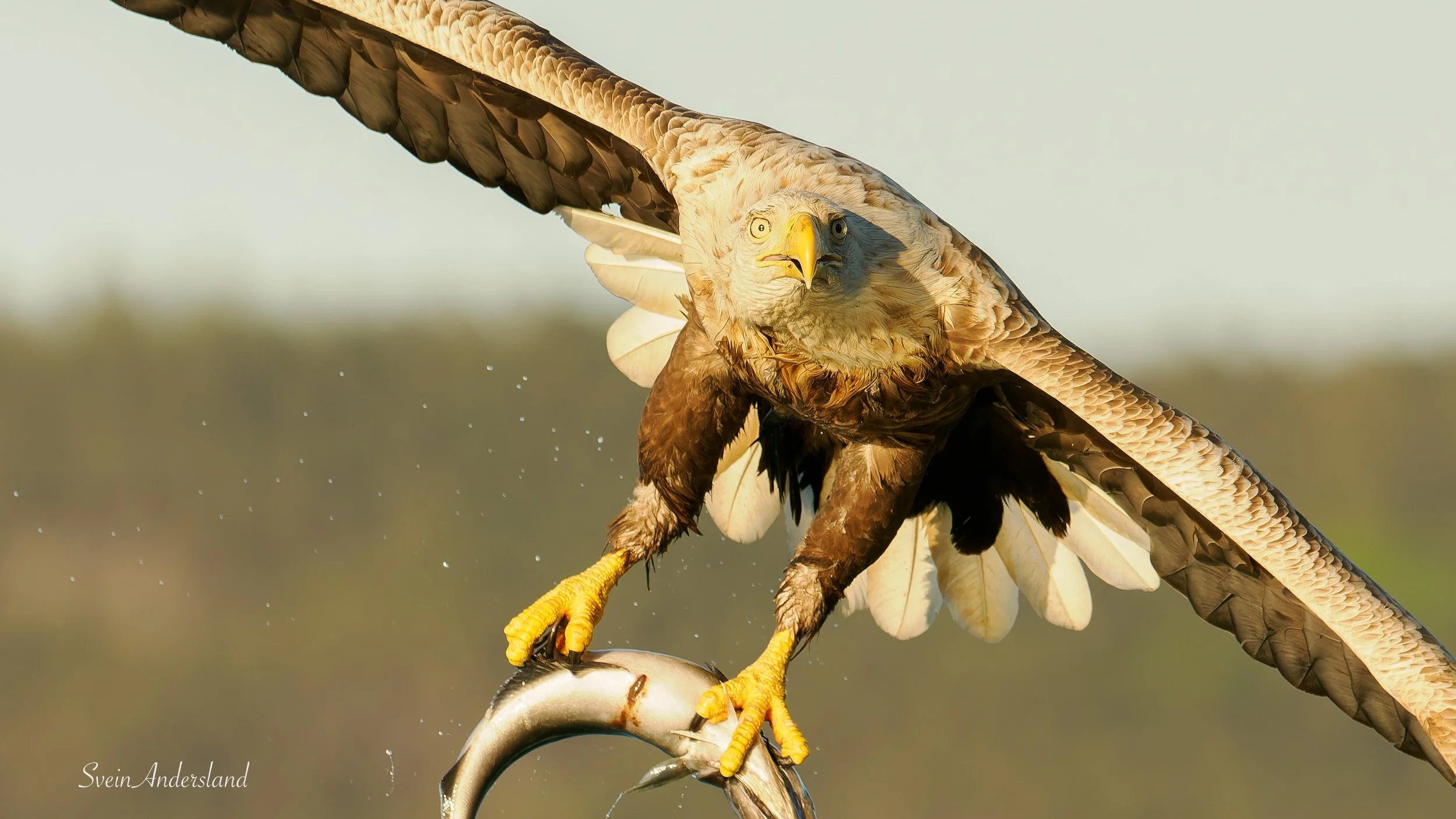 Havørna Ottar fangar fisk. The sea eagle, white-tailed eagle Ottar catches fish