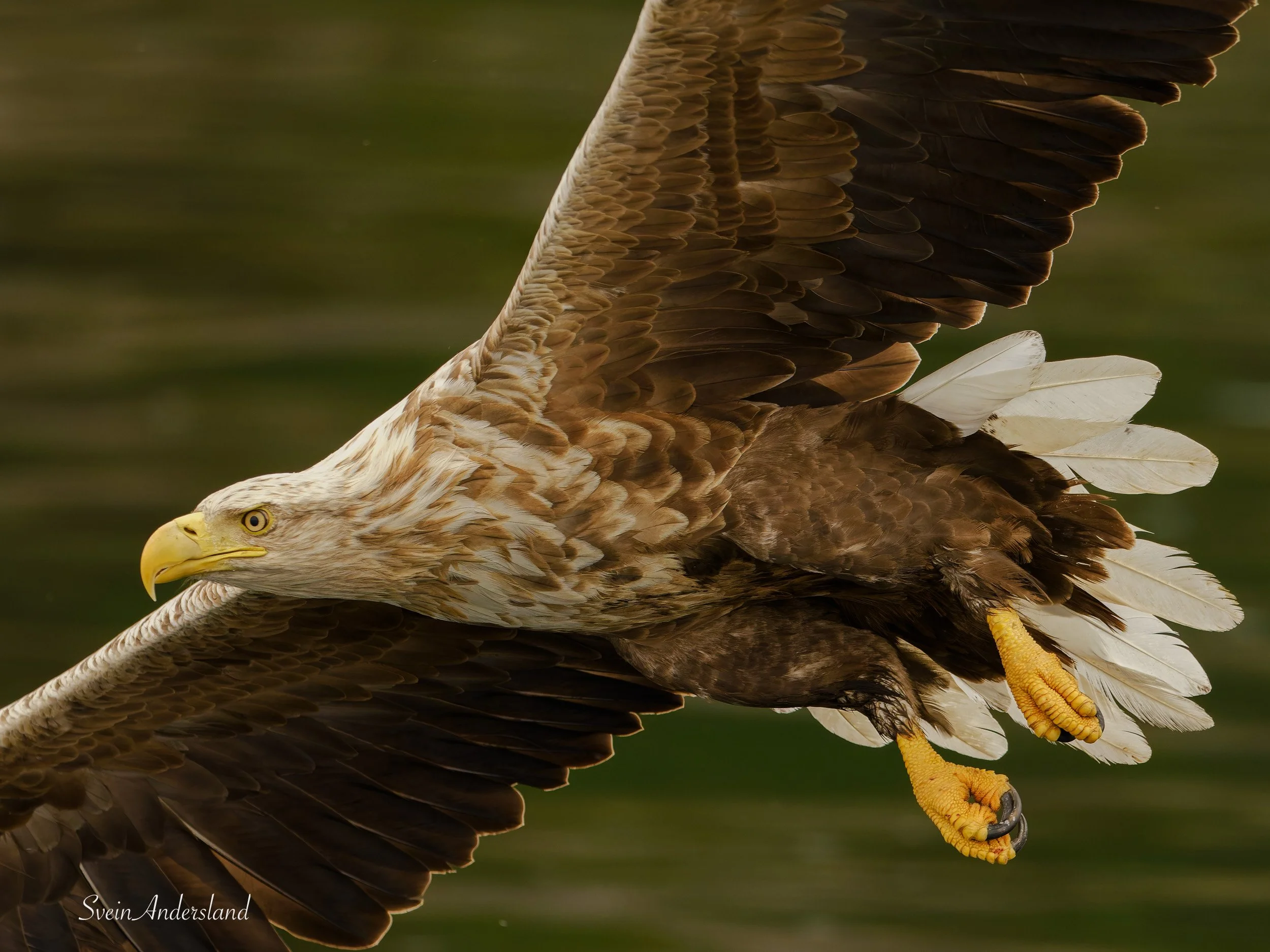 havørn fanger fisk, sea eagle or white-tailed eagle catches fish