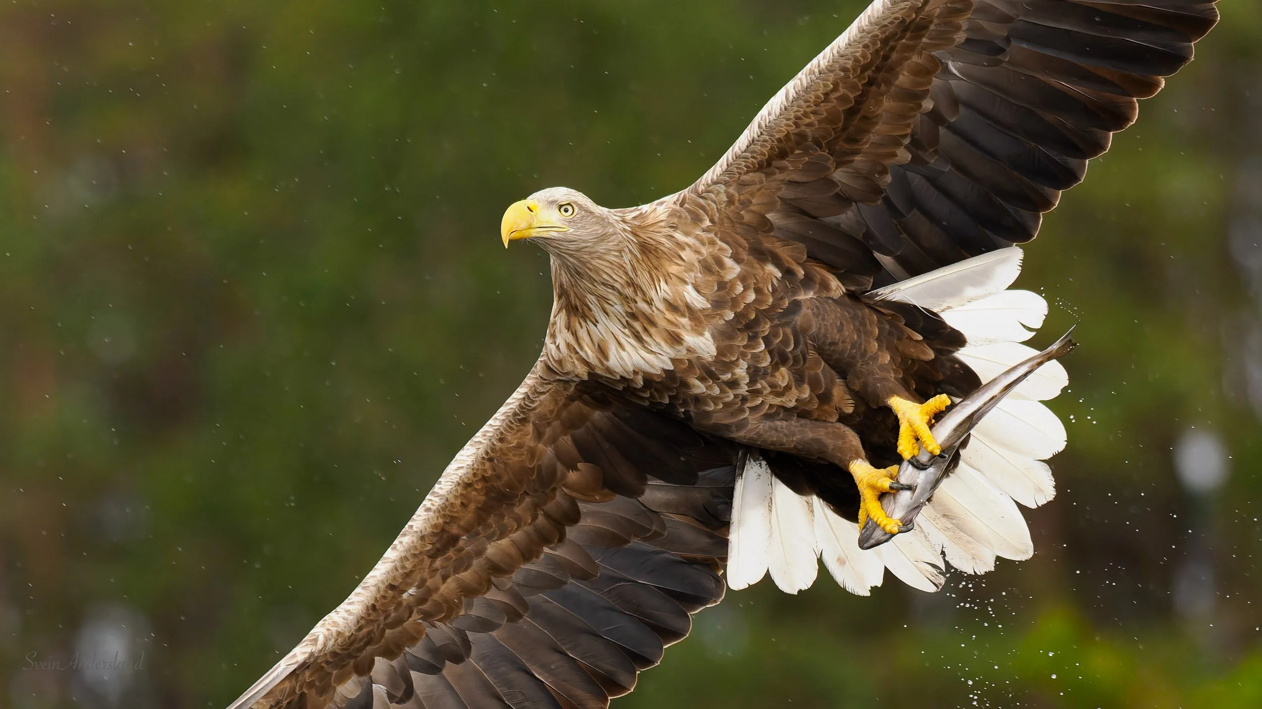 Havørntur nr 100 - med spekkhoggar som bonus