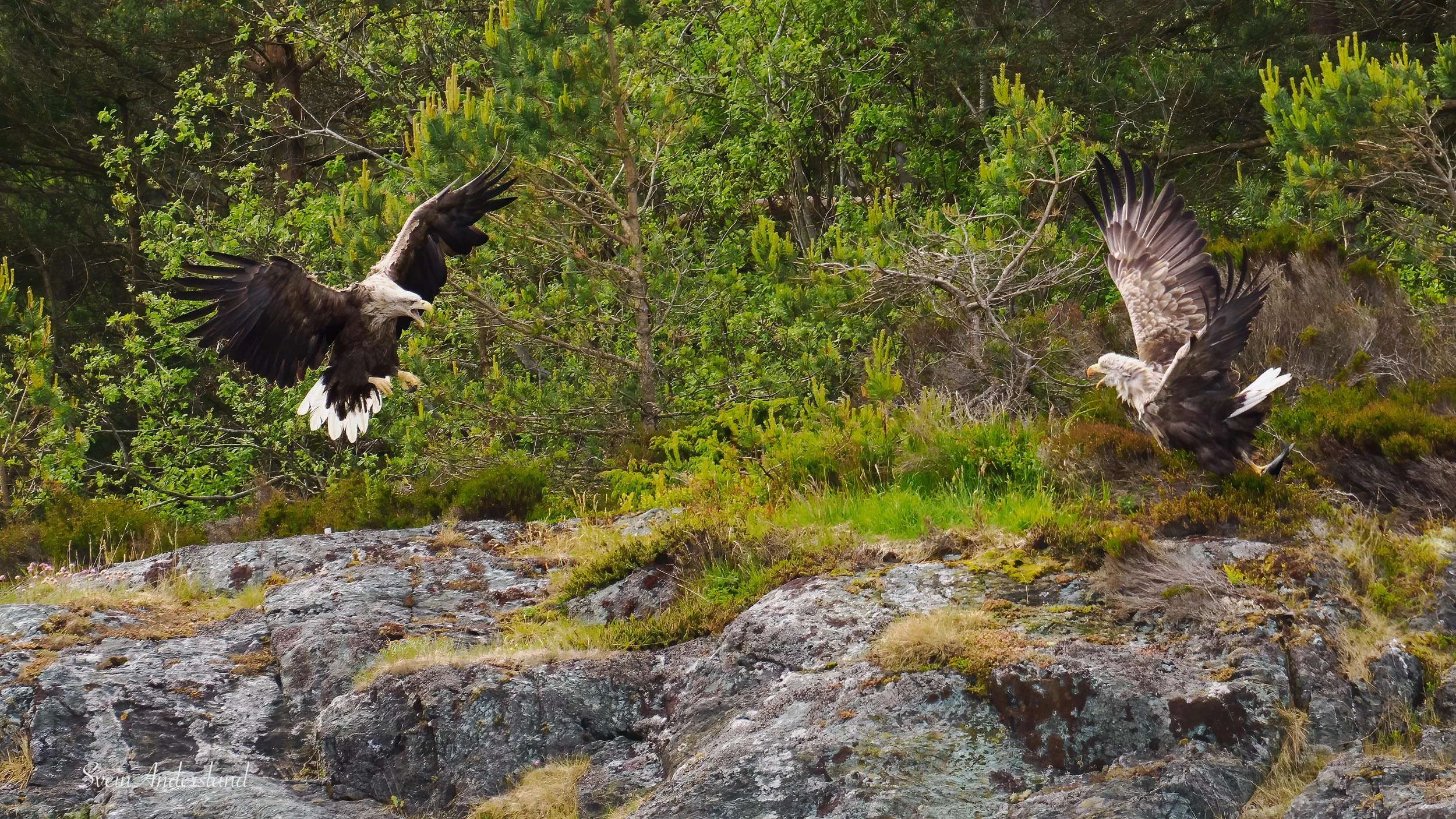 havørn-_6094606-Edit-2.jpg