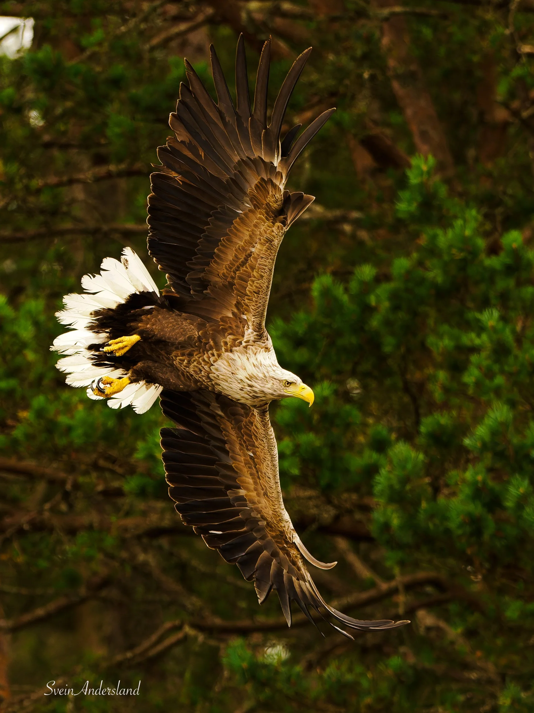 Havørn fanger fisk. Sea Eagle catches fish. White-tailed eagle cathes fish