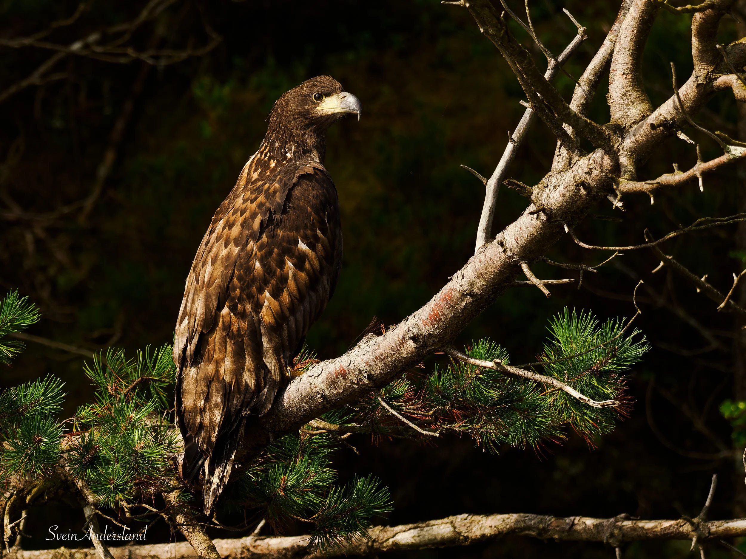 havørn, sea eagle, white-tailed eagle