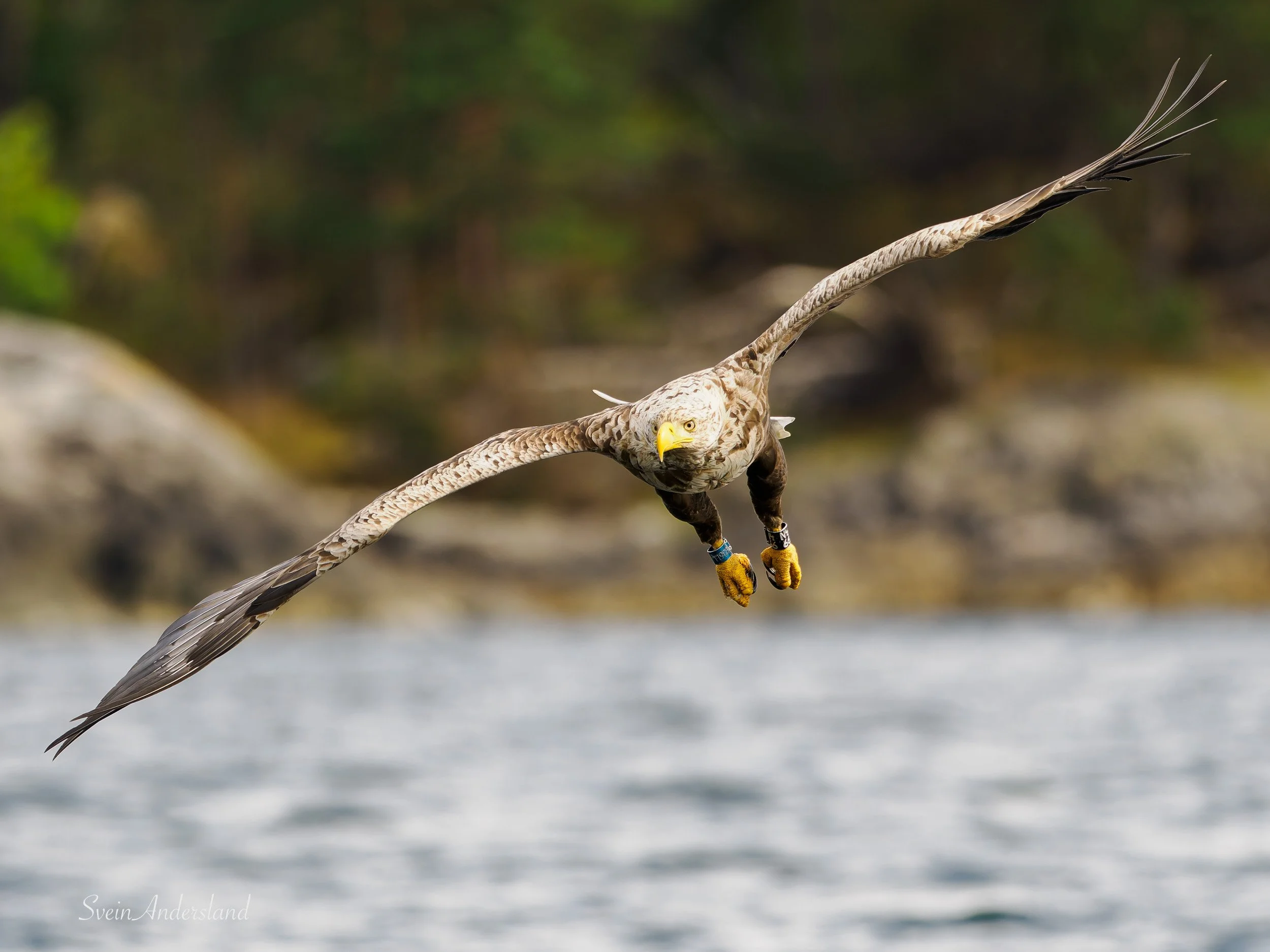 Havørn fanger fisk. Sea Eagle catches fish. White-tailed eagle cathes fish