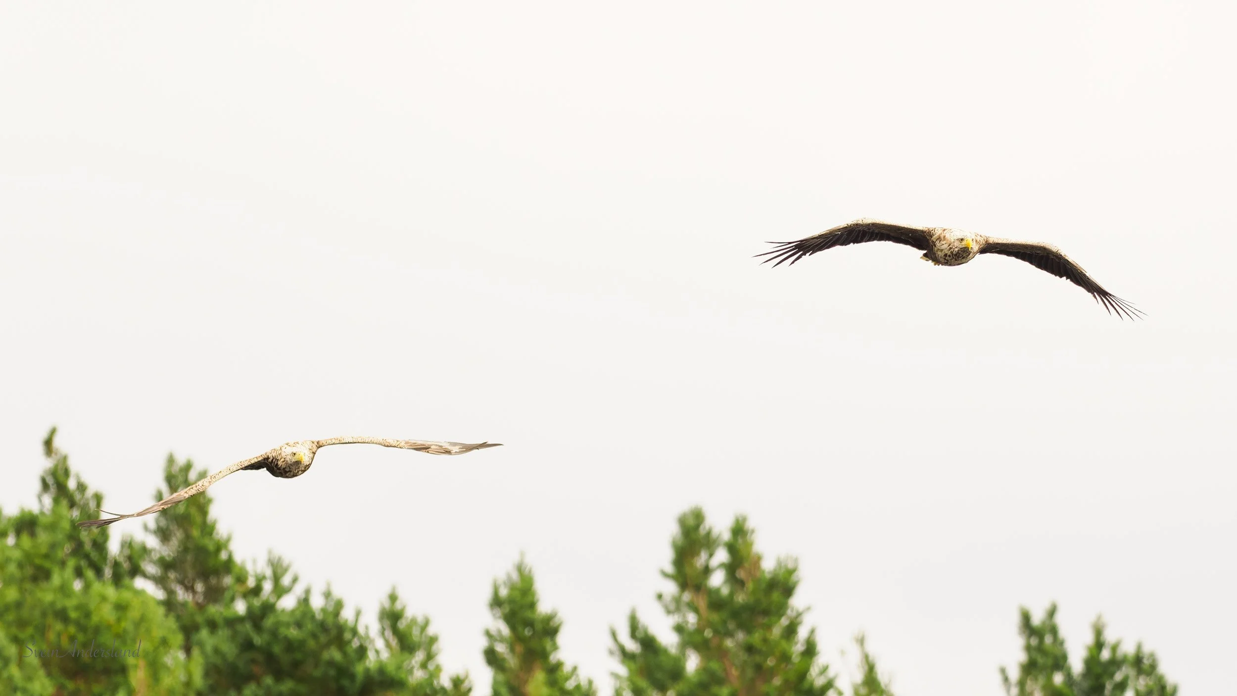 Havørn fanger fisk. Sea eagle cathces fish