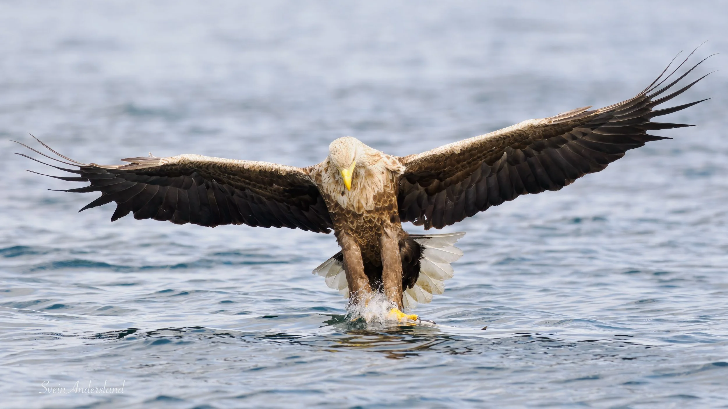 havørn-_6095823-Edit.jpg