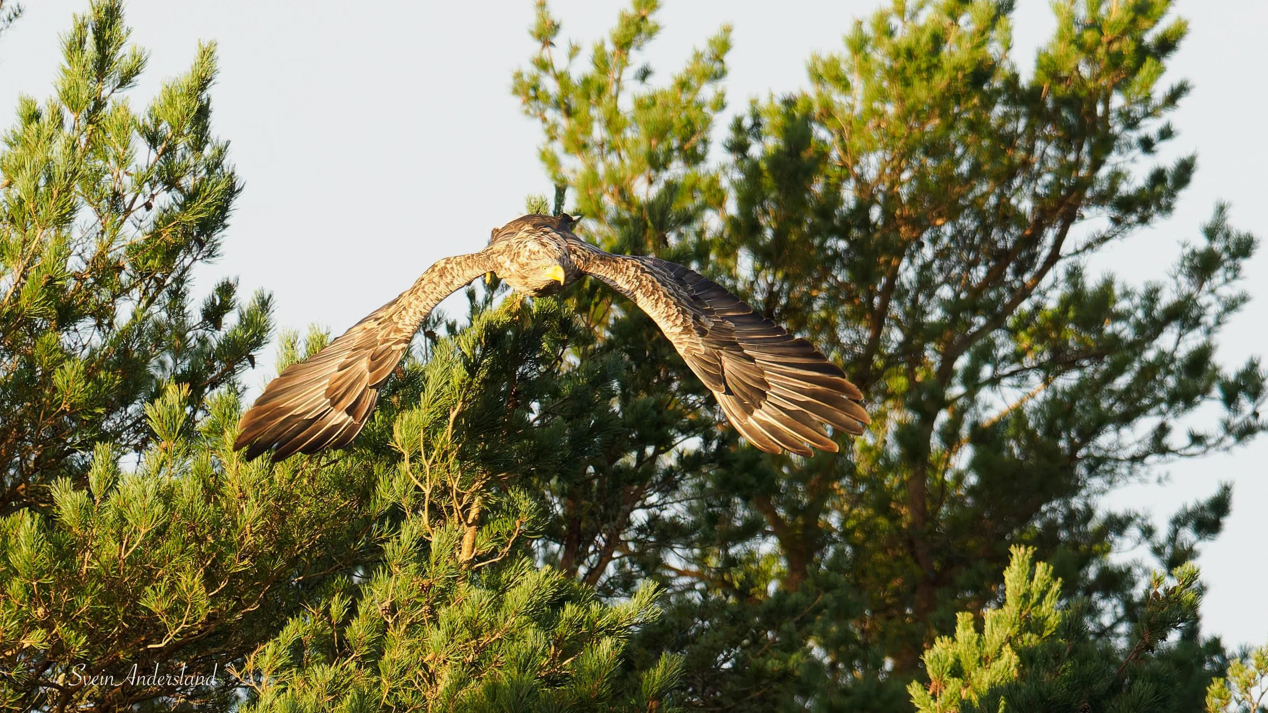 havørn-_B151387-DxO_DeepPRIME XD2s.jpg