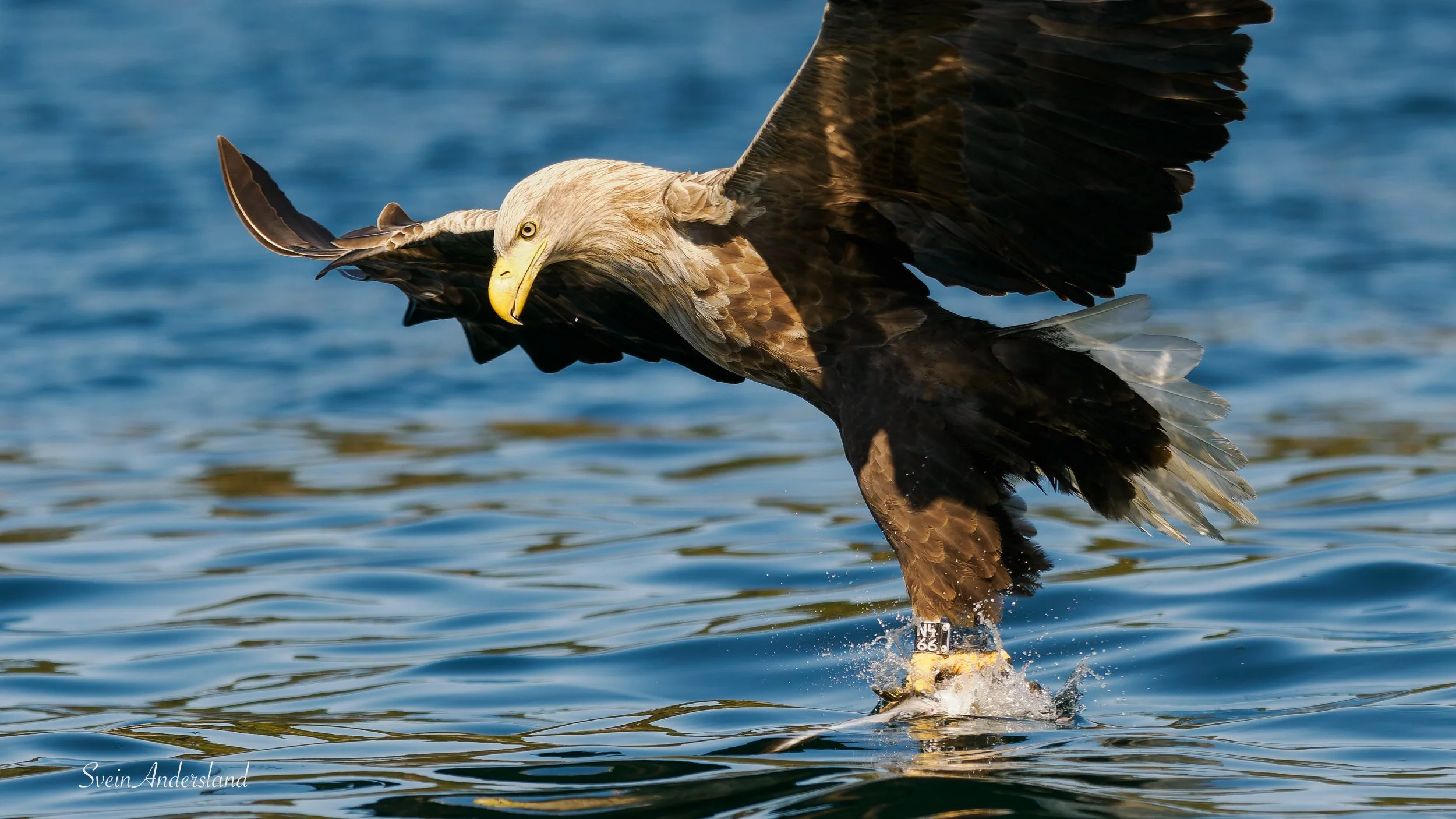 Havørna Otto fanger en fisk. The sea eagle Otto cathes a fish.