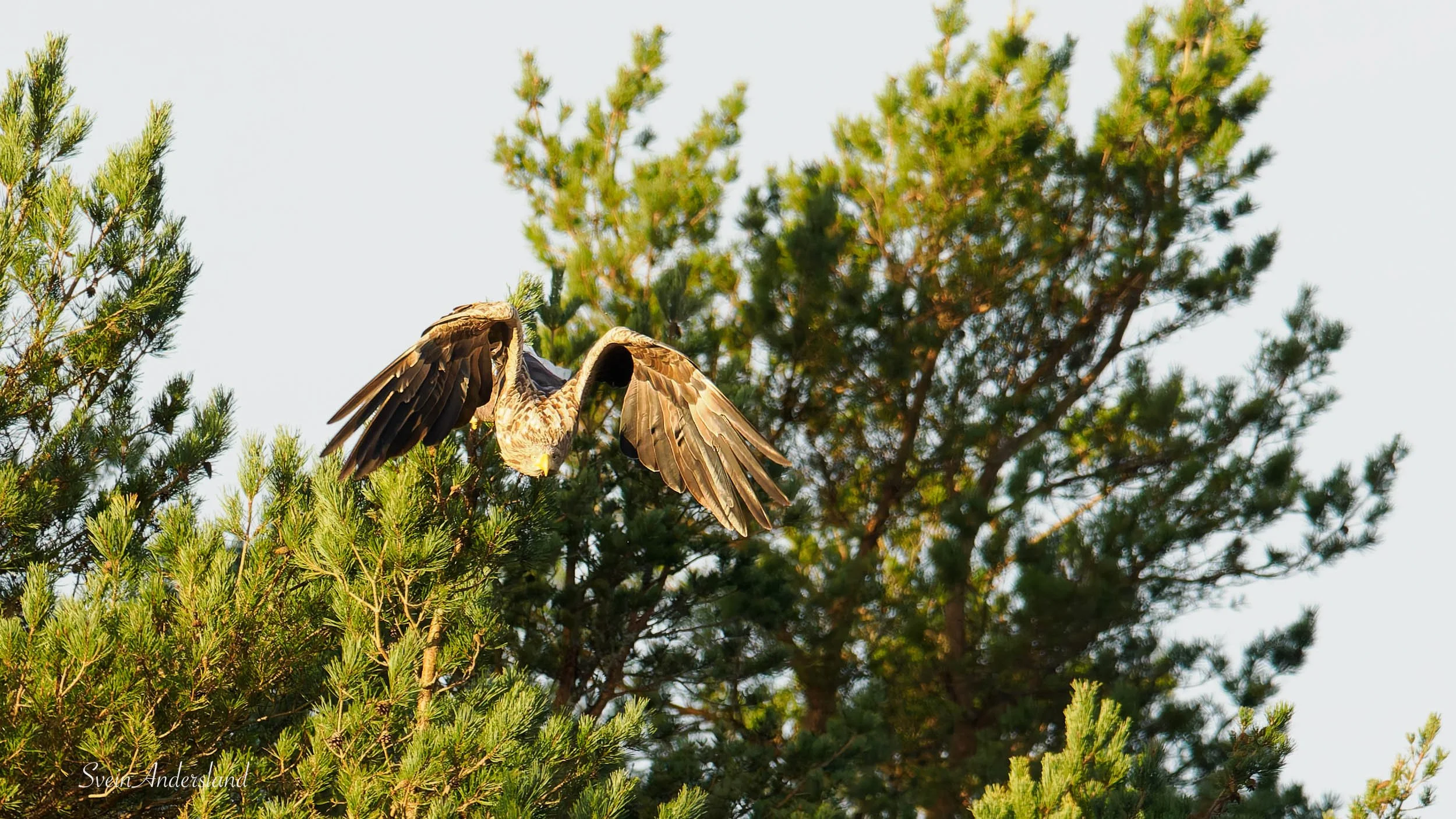 havørn-_B151390-DxO_DeepPRIME XD2s.jpg