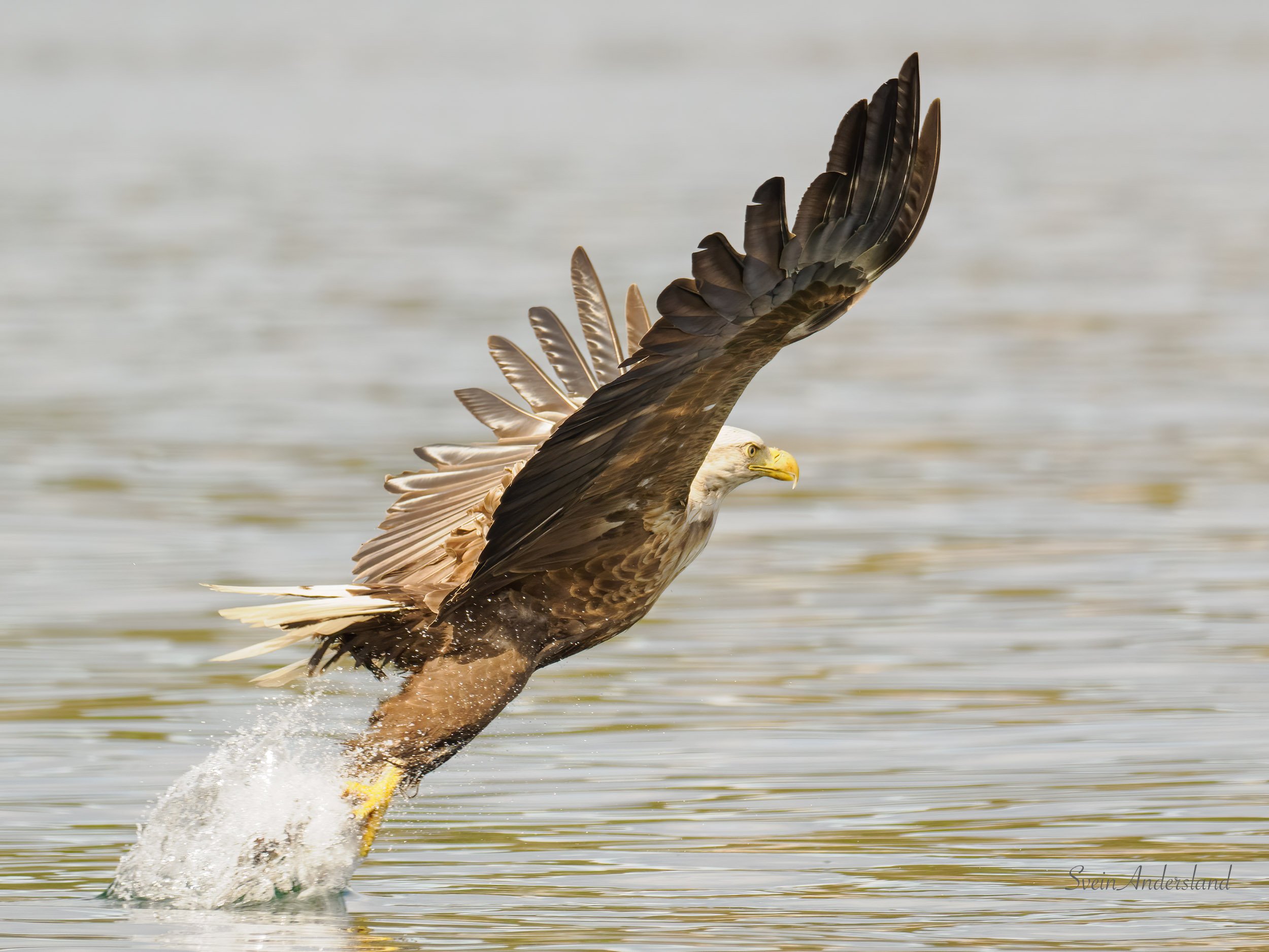 Havørna Tor i flukt. The sea eagle Tor in flight. White-tailed Eagle.