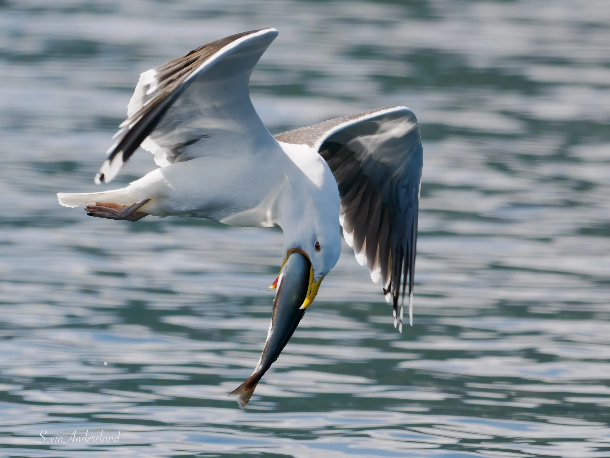 havørn-_6218606-Edit.jpg